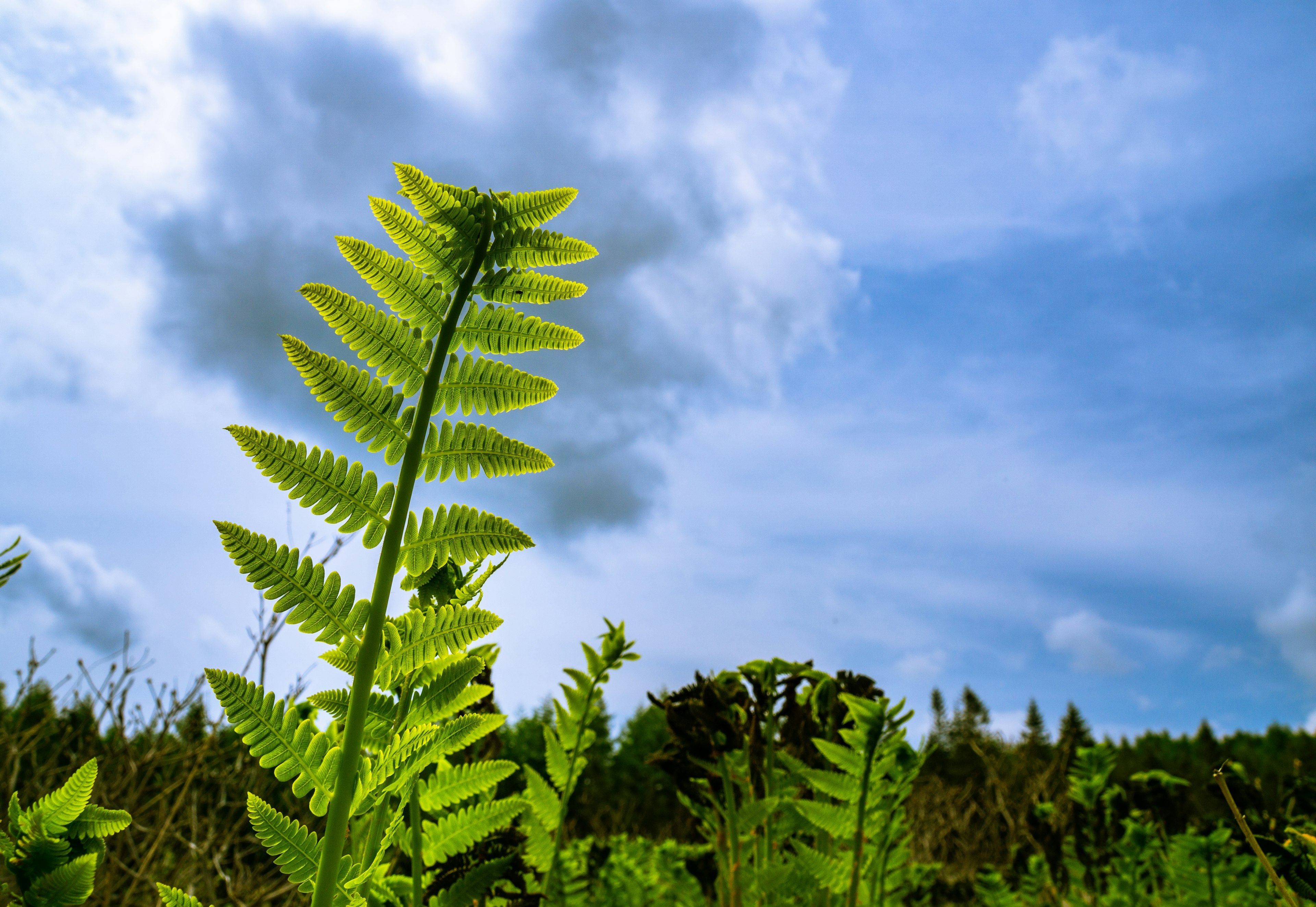 在蓝天下面闪耀的生动蕨类植物叶子