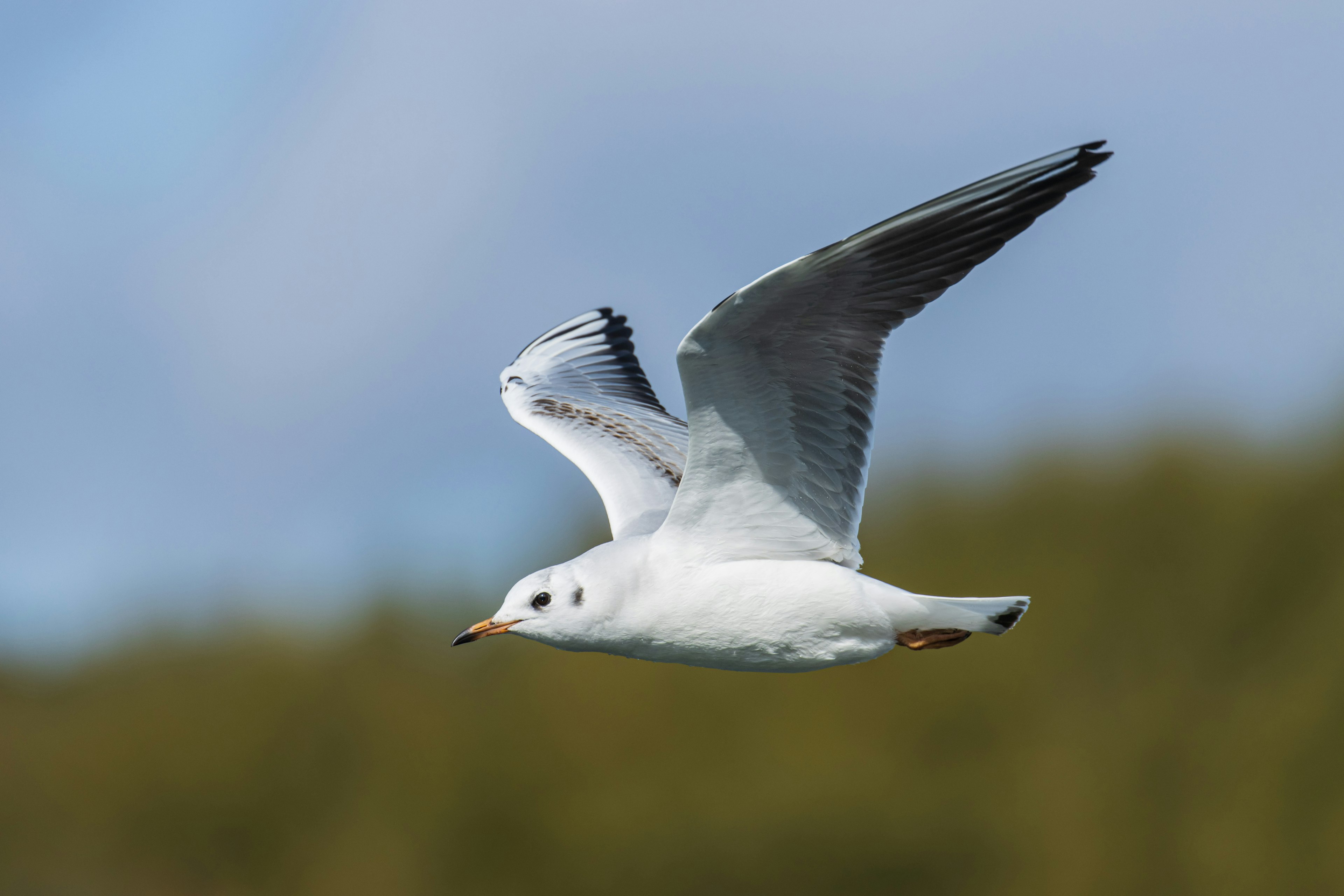 Eine weiße Möwe fliegt vor einem blauen Himmel