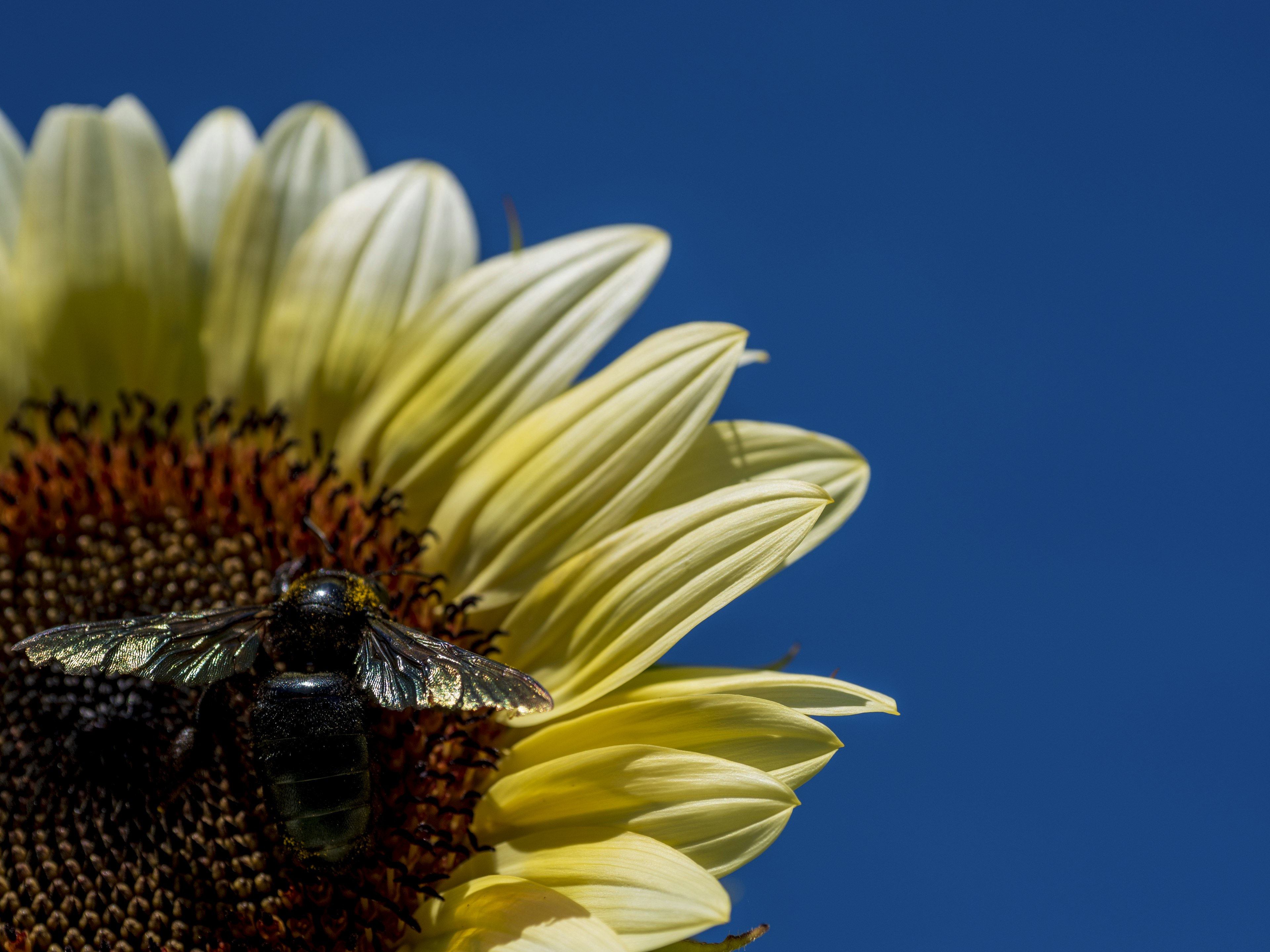 A bee resting on a sunflower petal under a blue sky