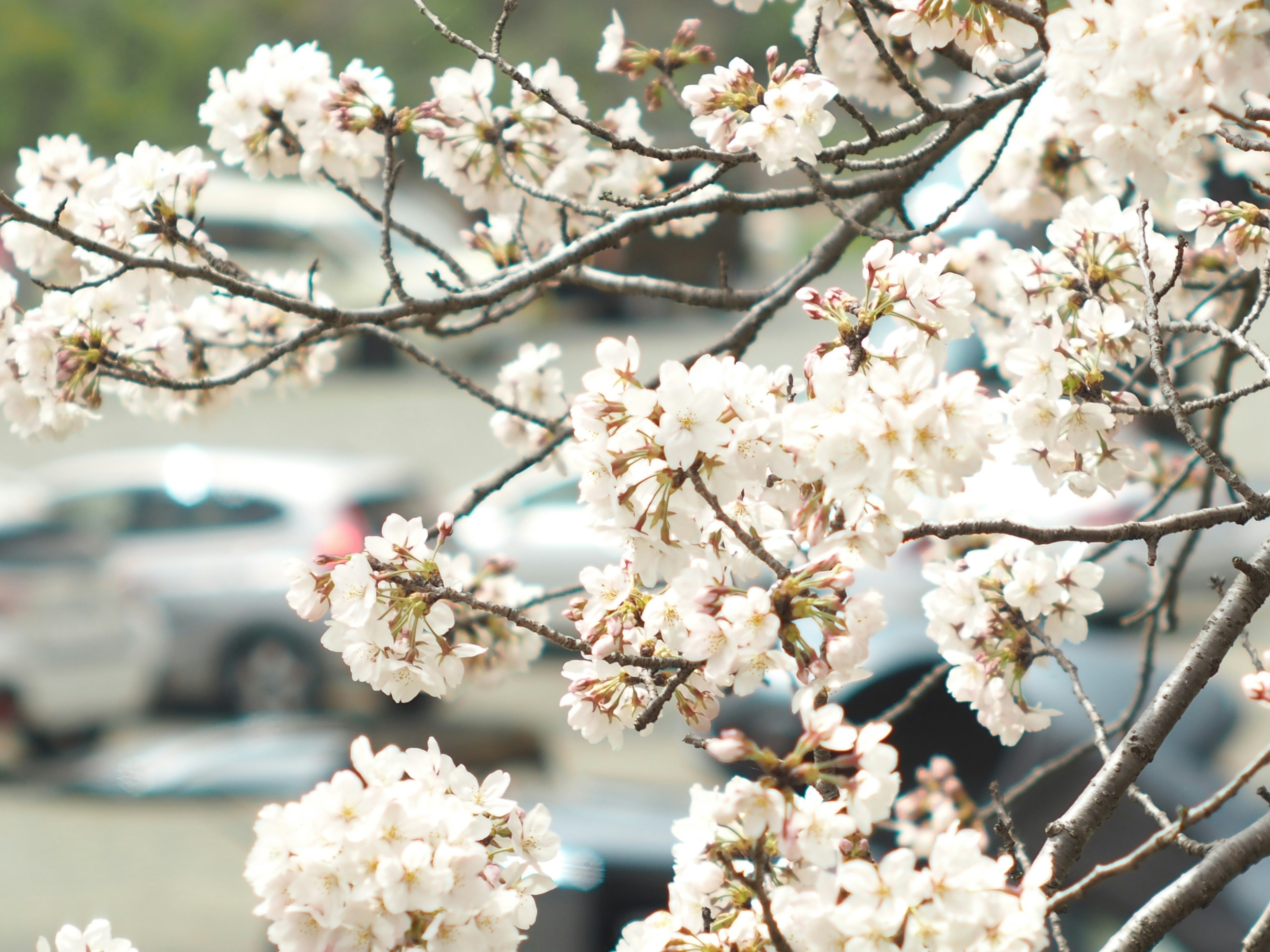 Primer plano de ramas de cerezo en flor con coches de fondo