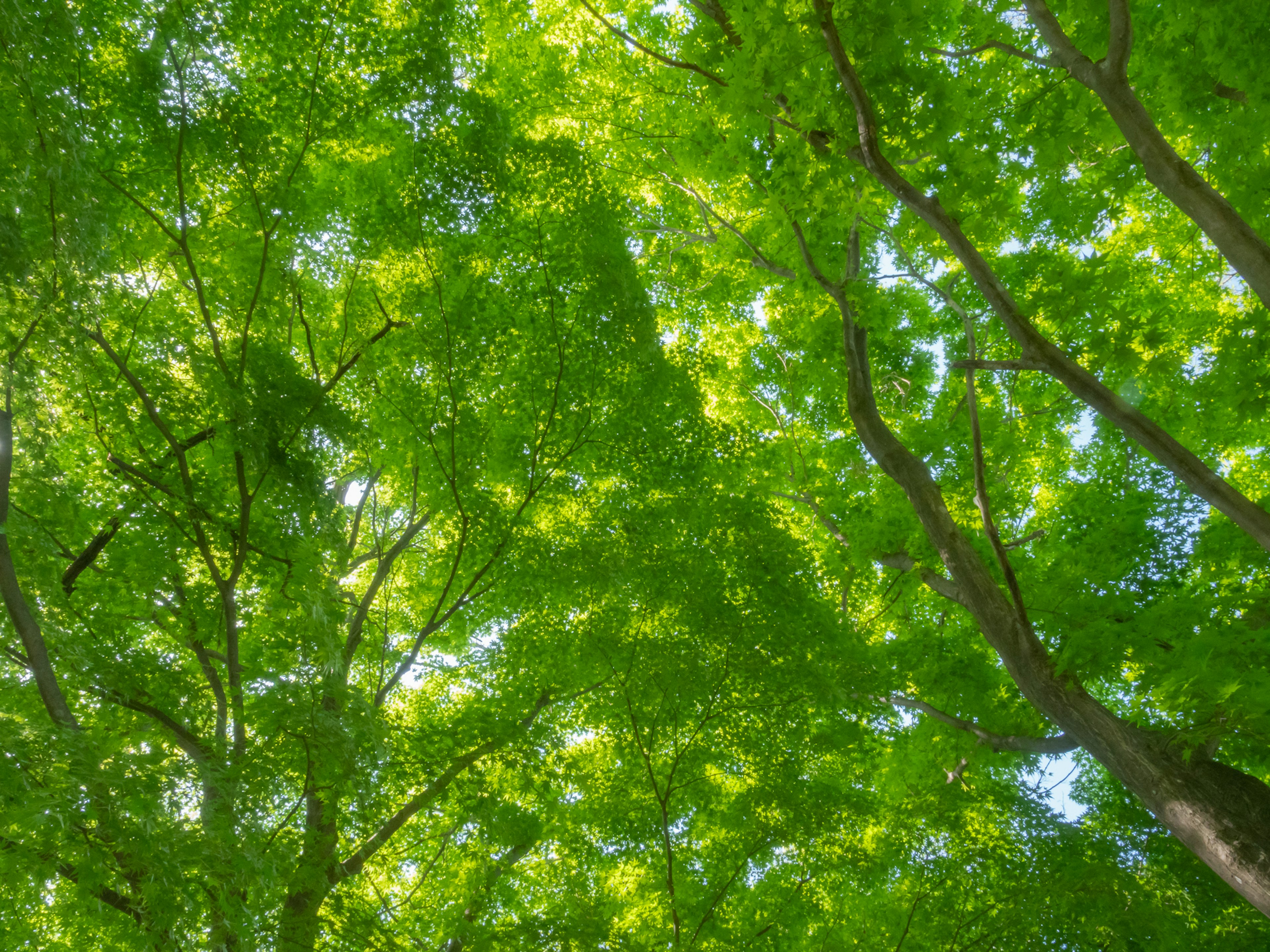 Blick nach oben auf üppige grüne Bäume leuchtend grüne Blätter darüber