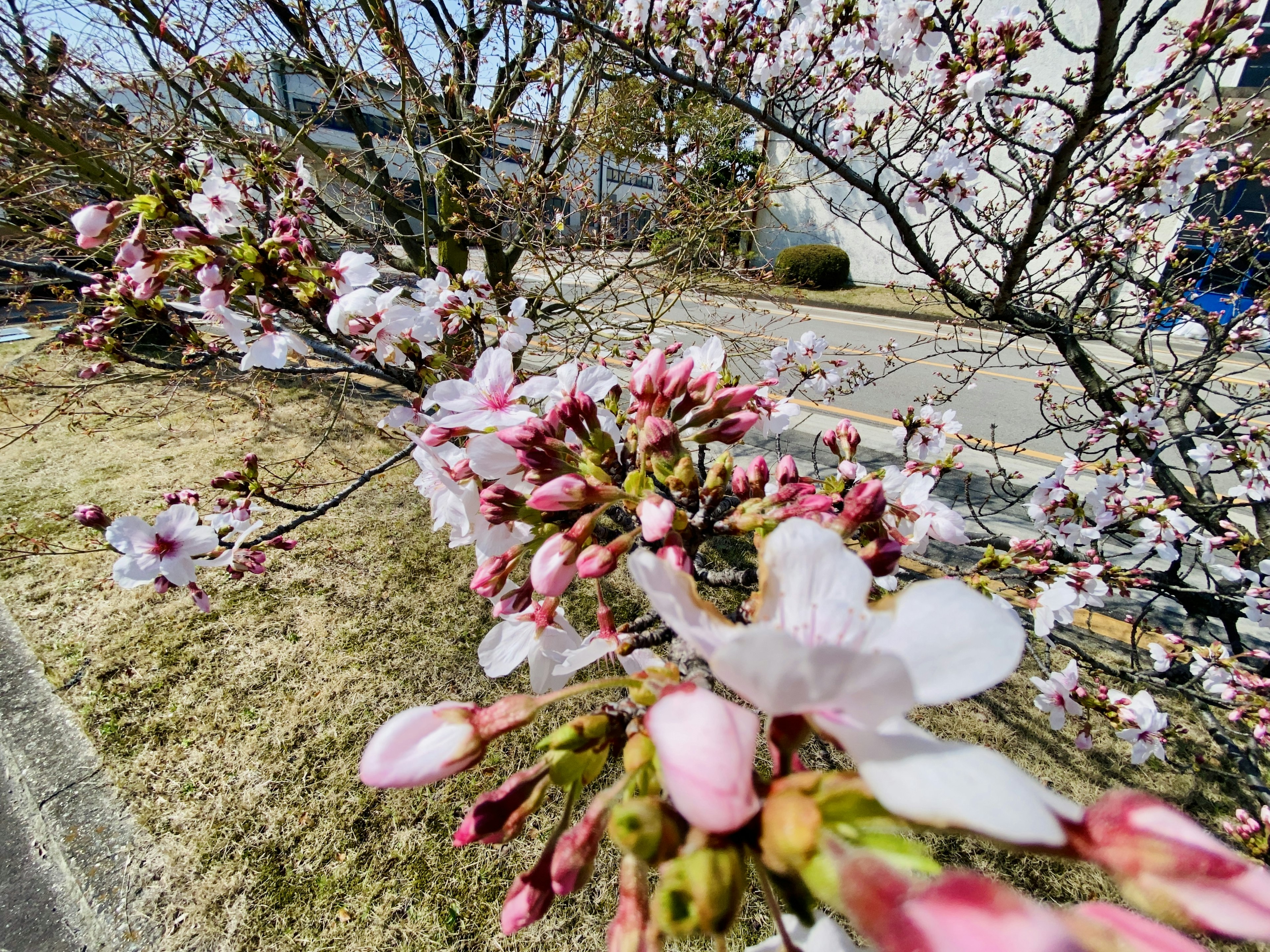 Kirschblütenknospen und blühende Blumen an einem Zweig