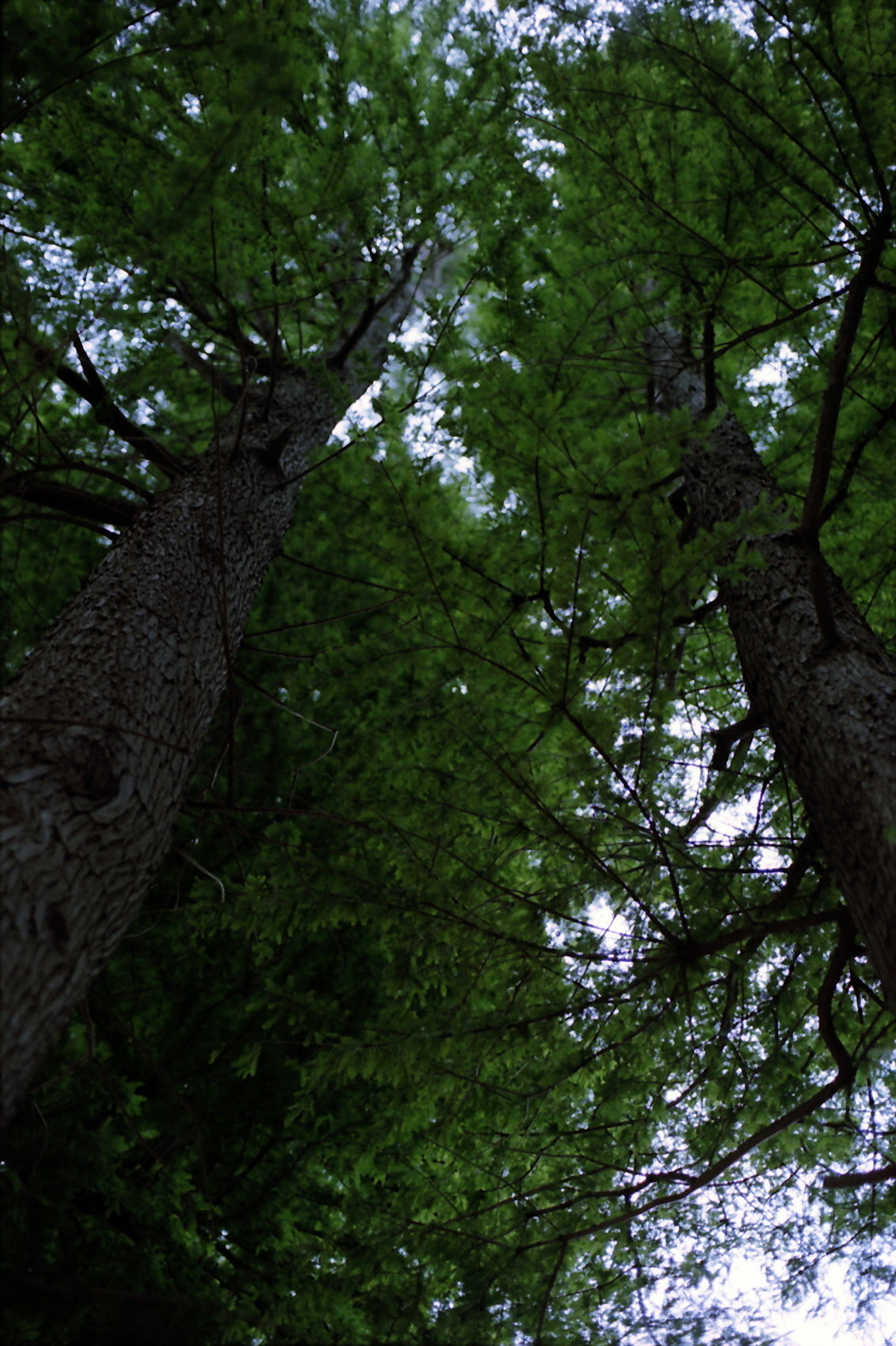 View looking up at tall trees with lush green foliage