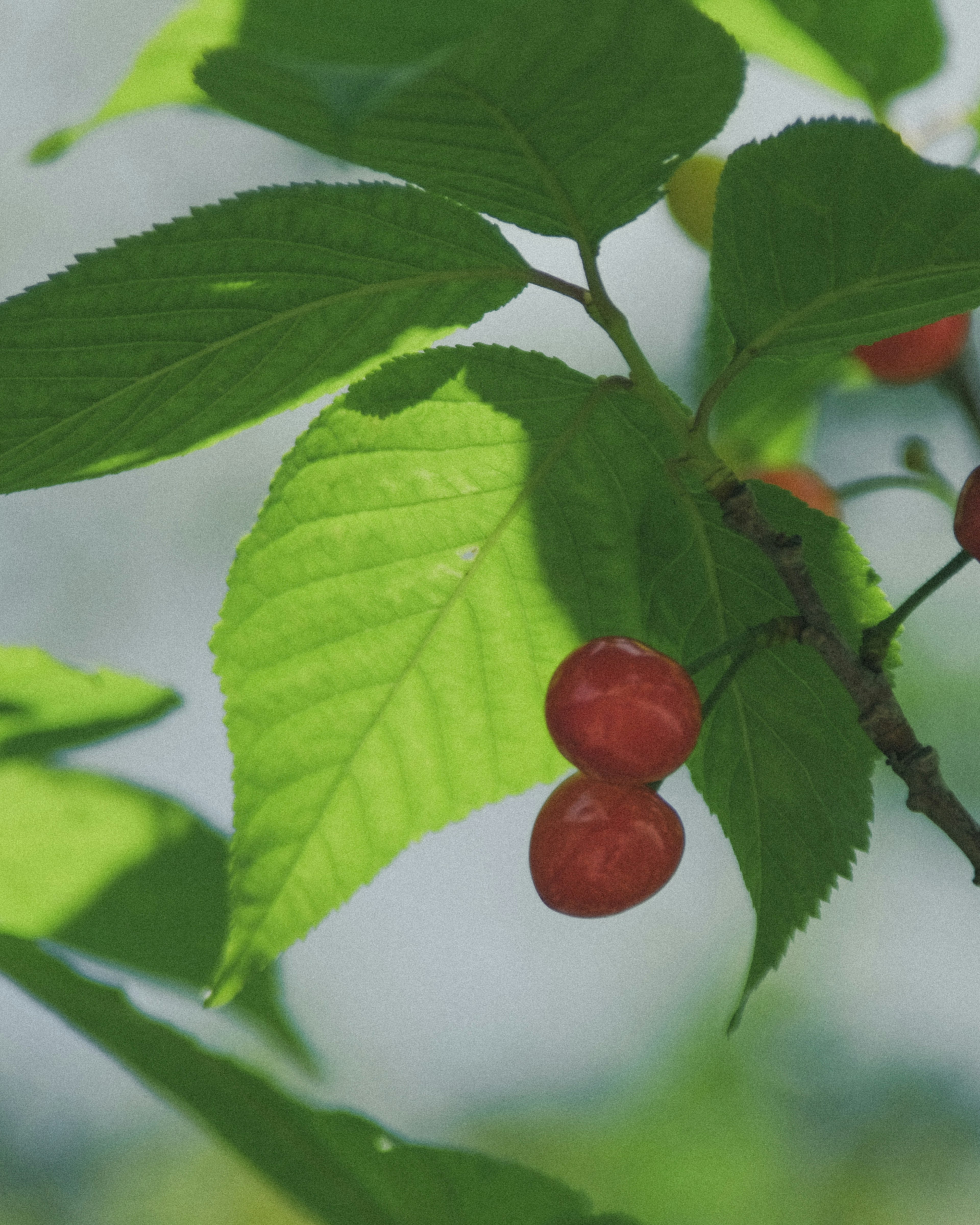 Nahaufnahme eines Zweigs mit grünen Blättern und roten Beeren