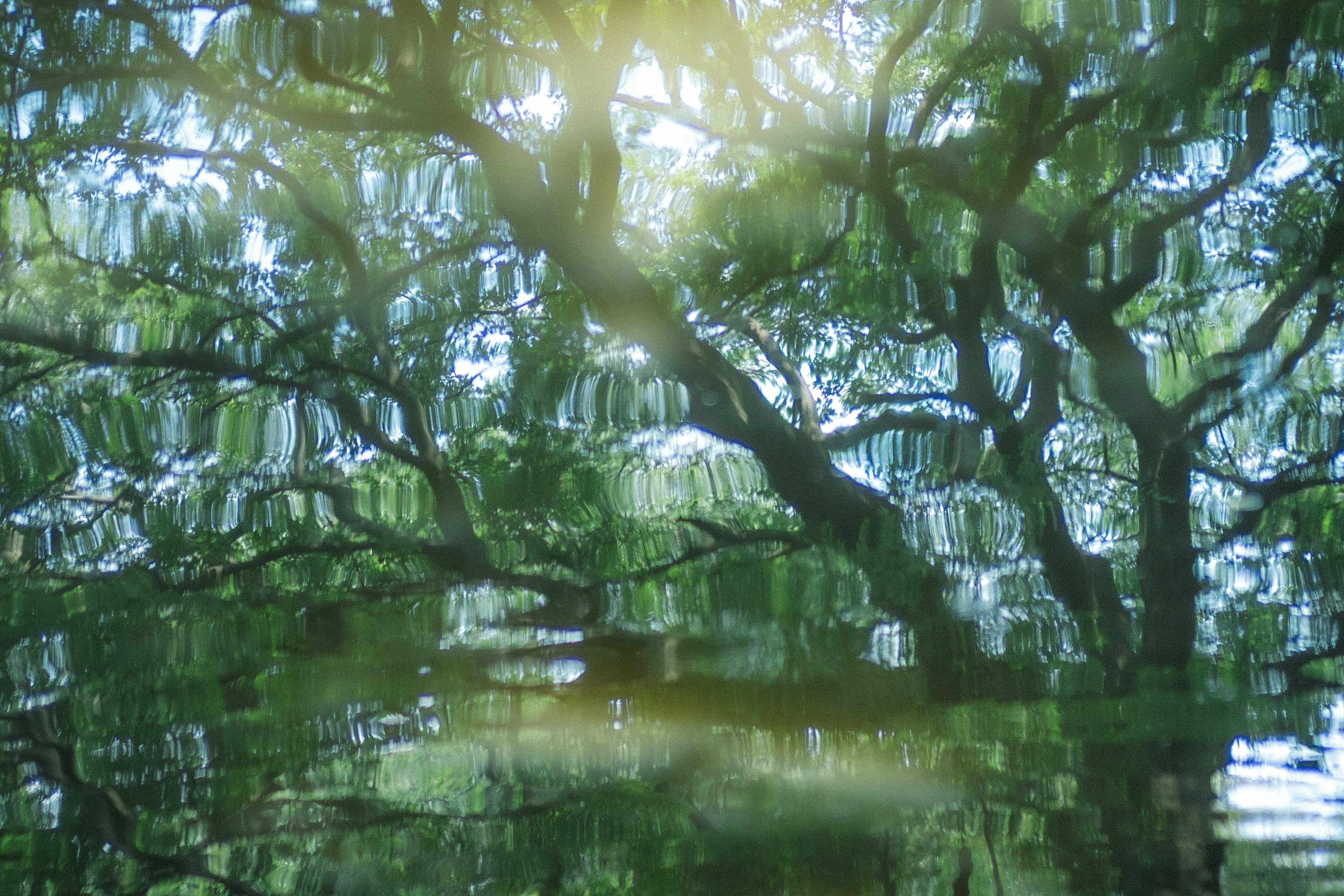 Reflections of green trees on water surface with soft light