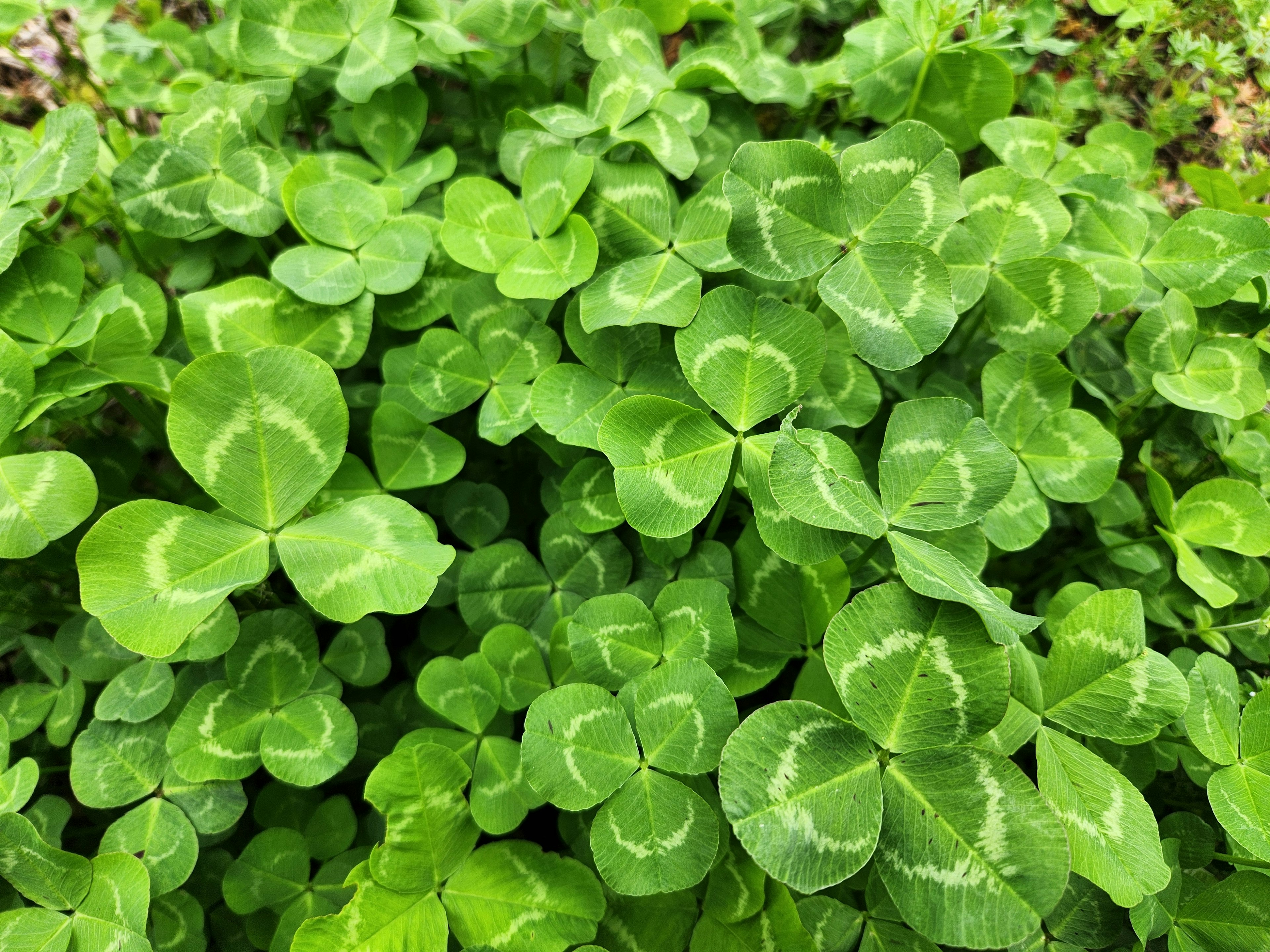 Dense cluster of green clover leaves