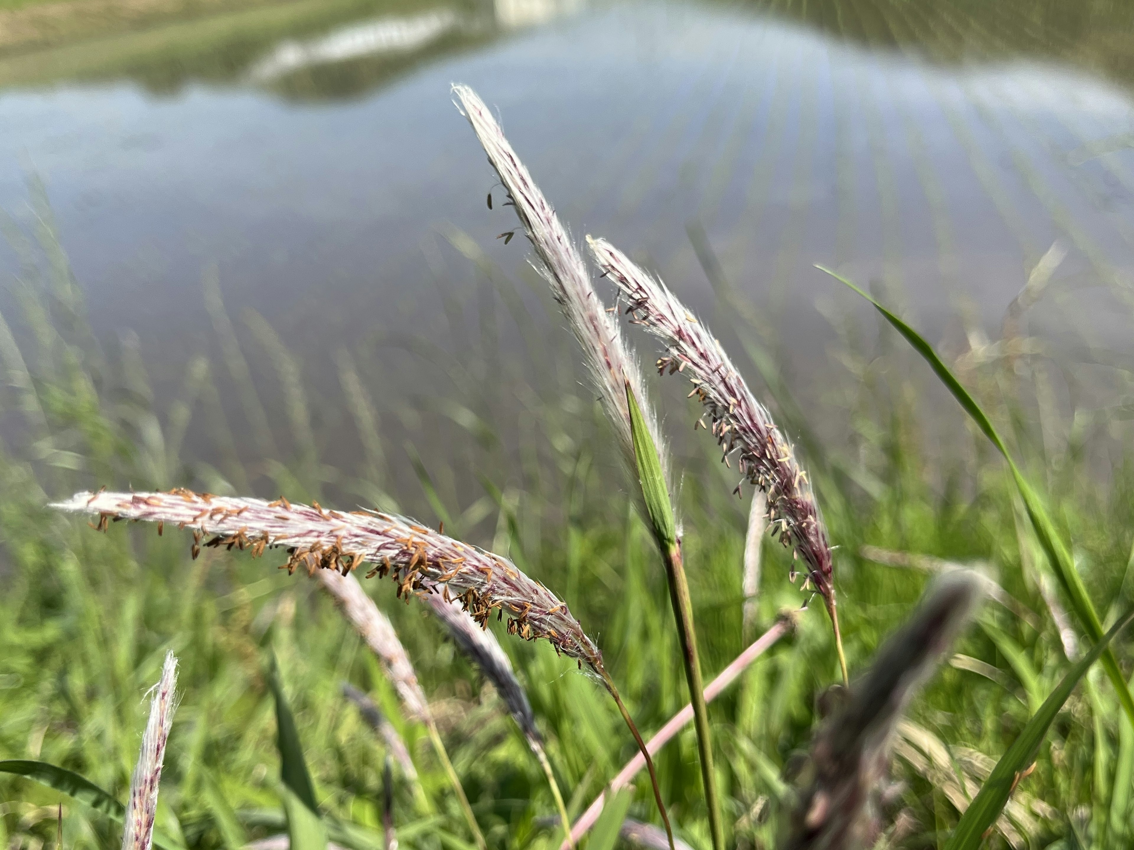 Close-up of grass by the water with visible green leaves and flower spikes