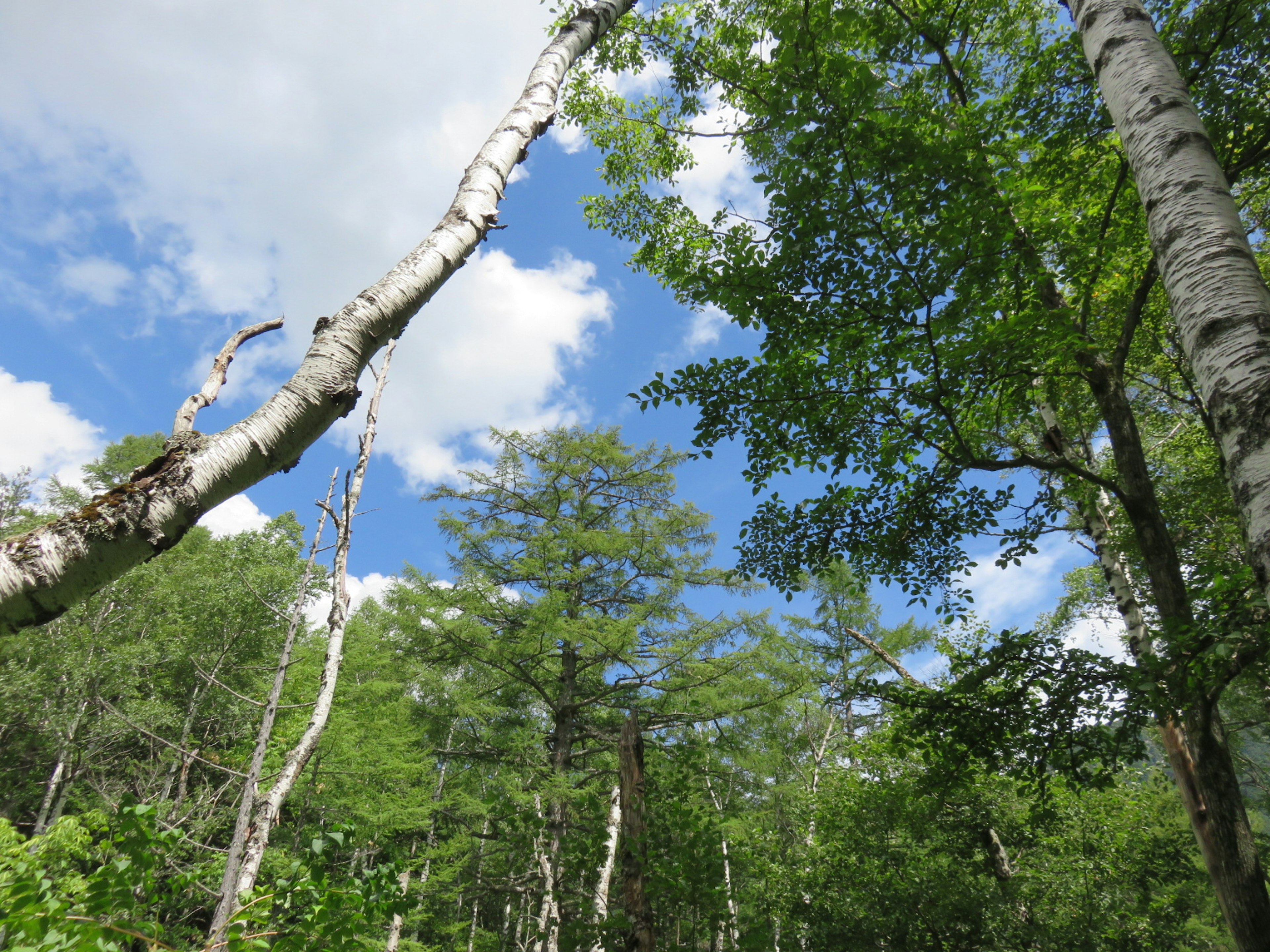 Pemandangan batang pohon birch di bawah langit biru cerah dan dedaunan hijau yang subur