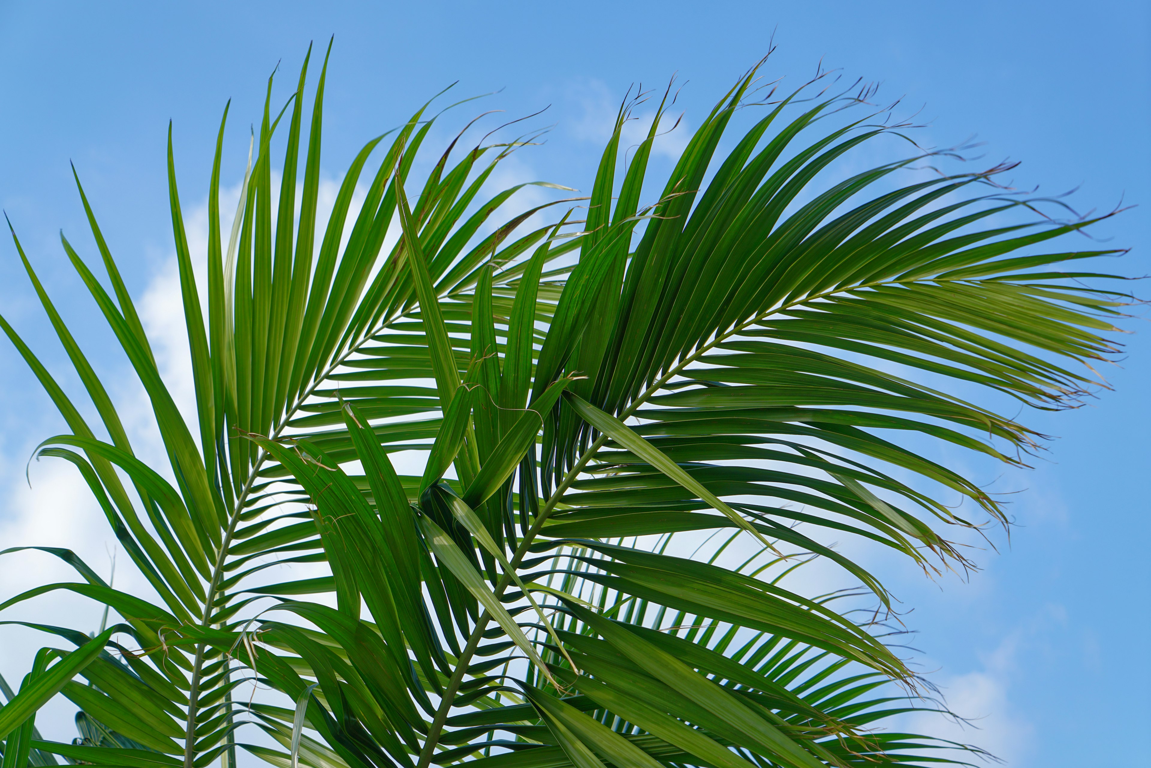 Green palm leaves against a blue sky