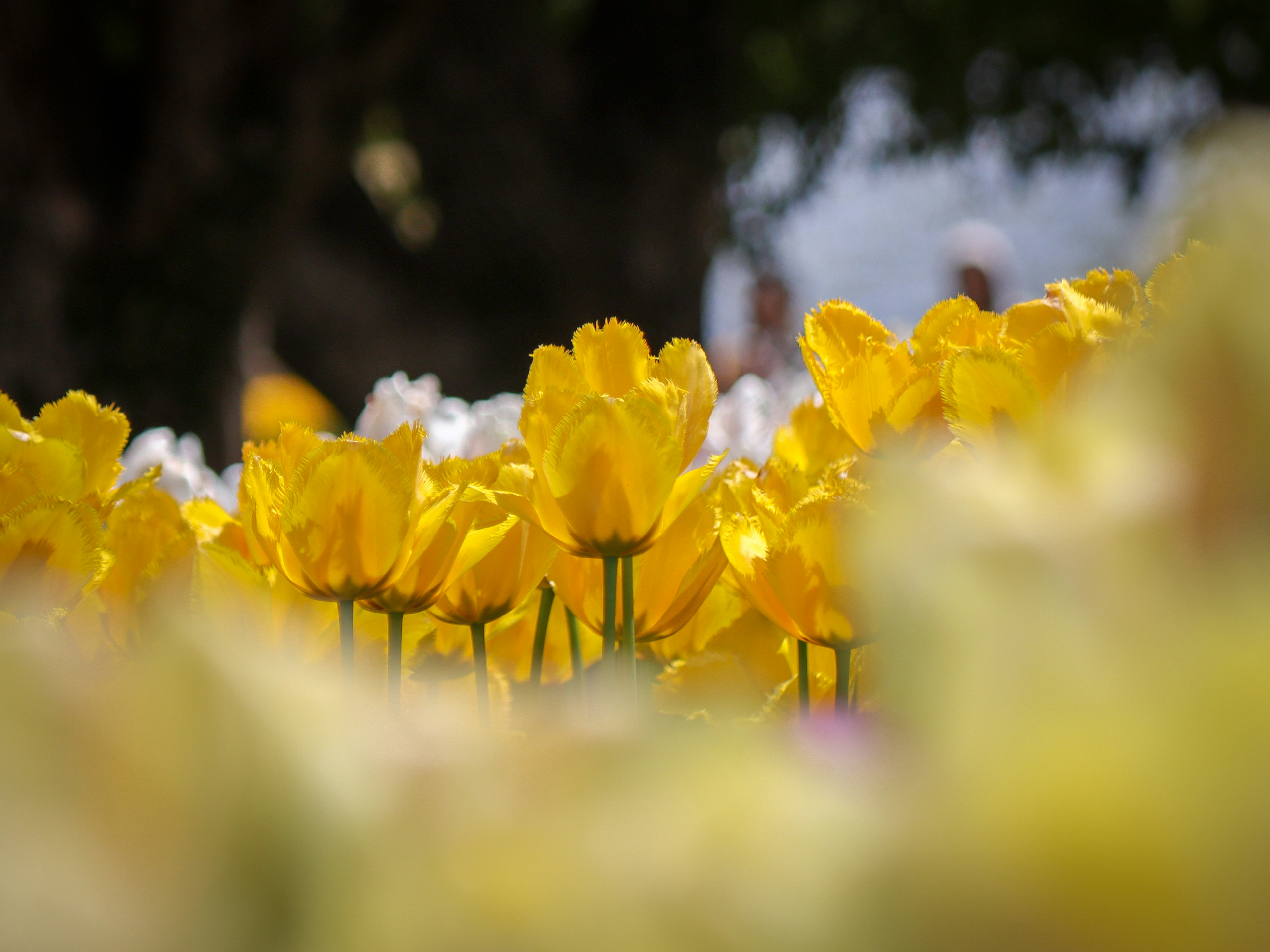 Ladang tulip kuning yang sedang mekar dengan latar belakang kabur