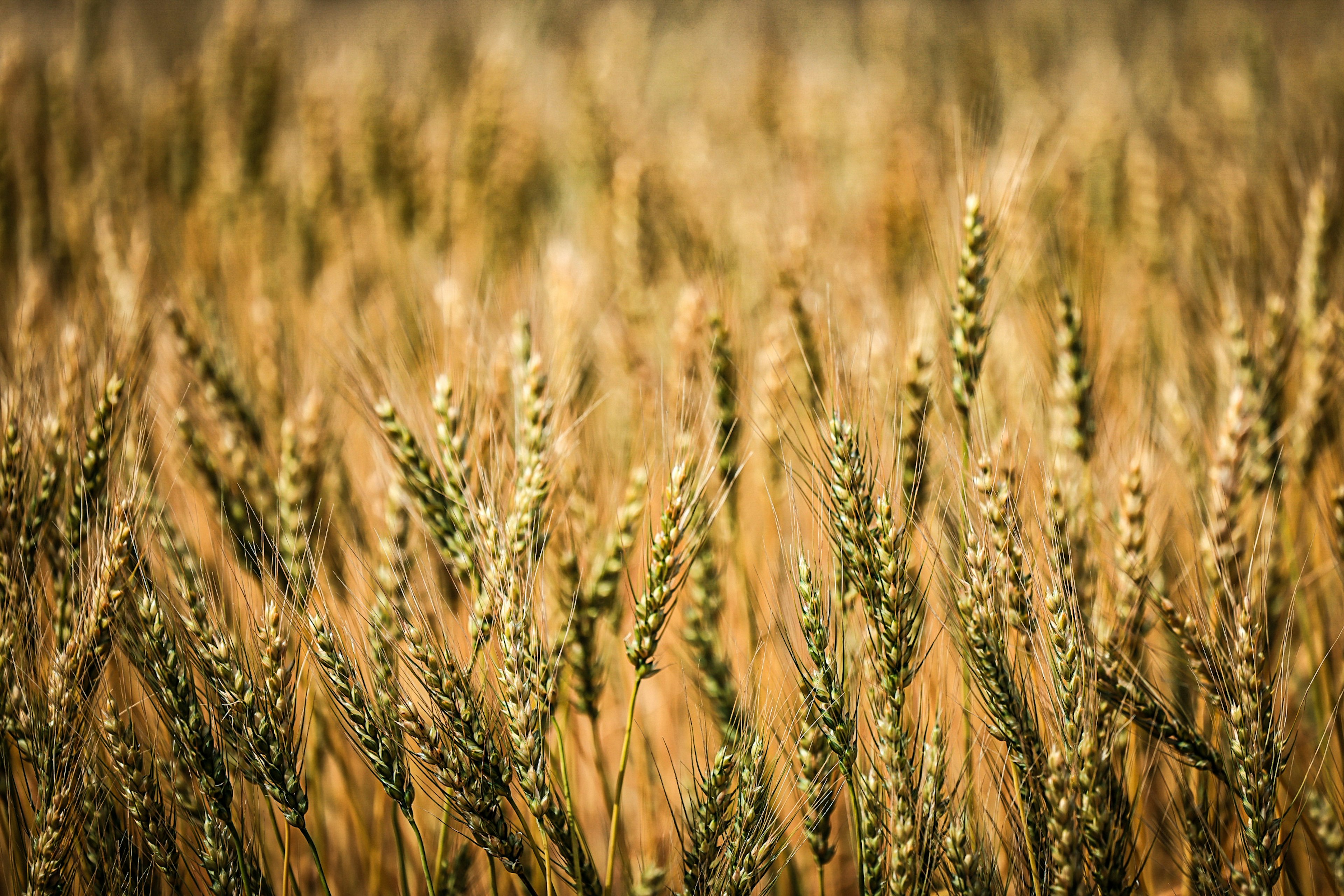 Imagen en primer plano de un campo de trigo dorado