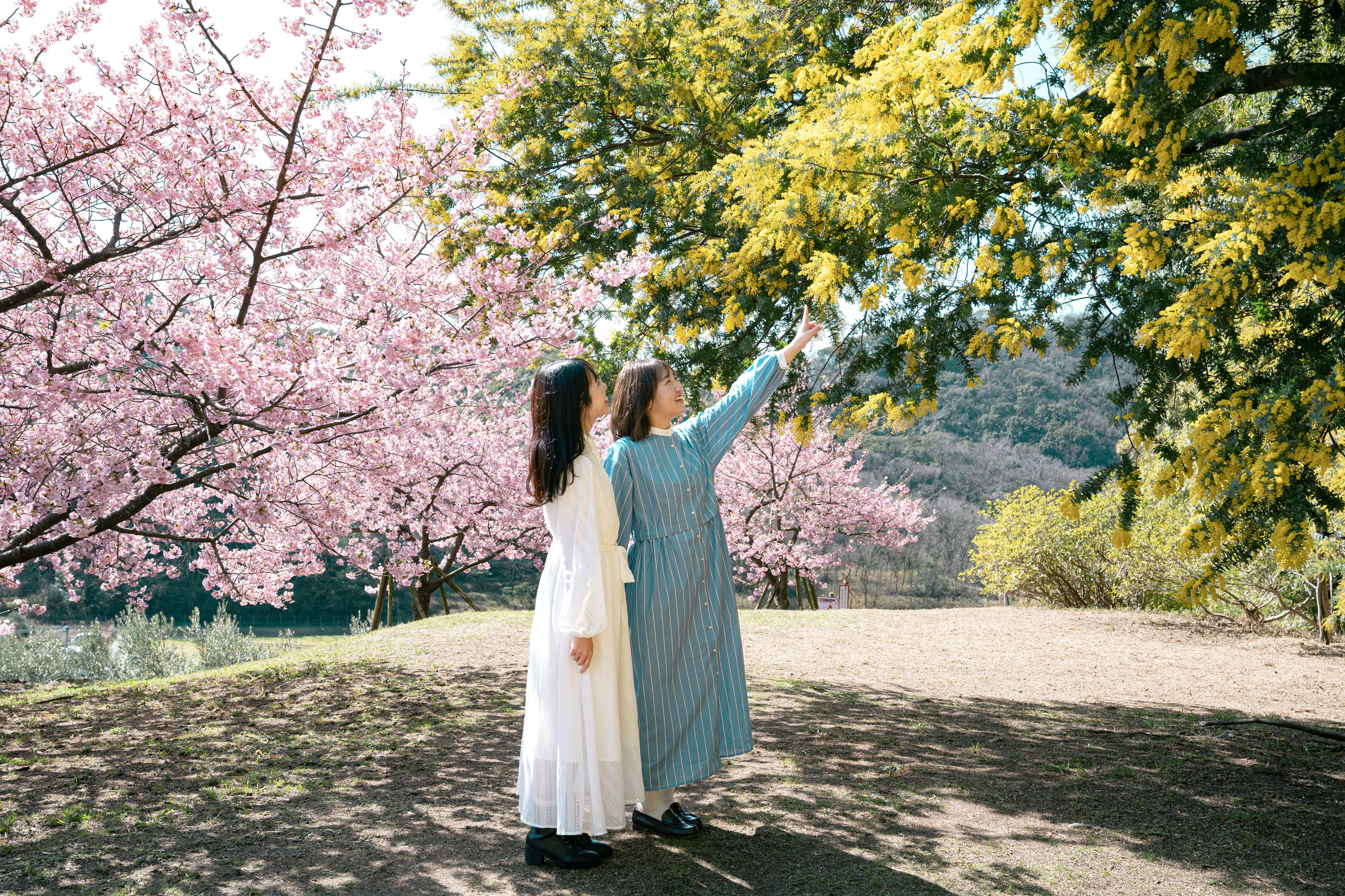 Dos mujeres señalando flores amarillas bajo cerezos en flor