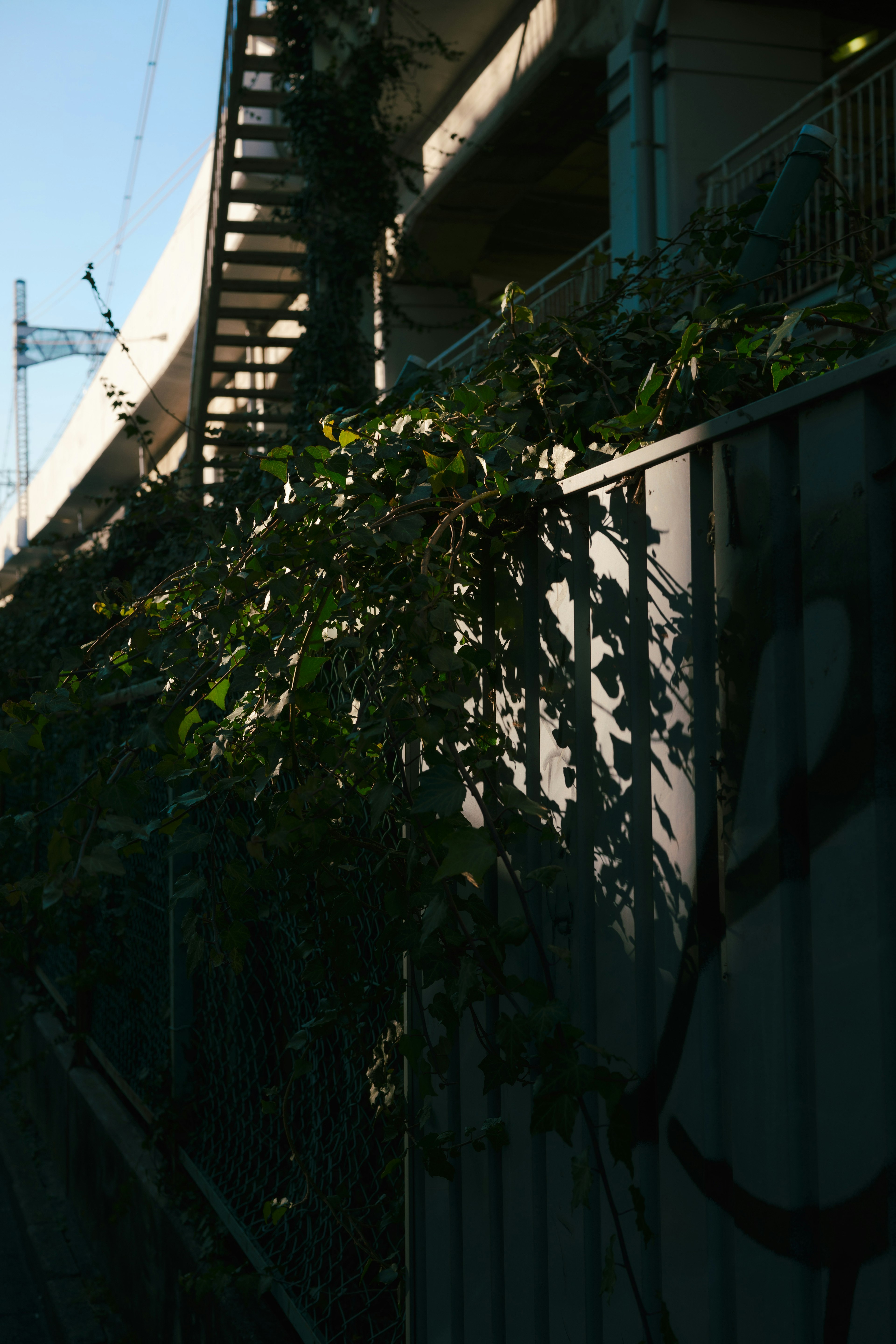 Vines casting shadows on a wall beneath an elevated structure