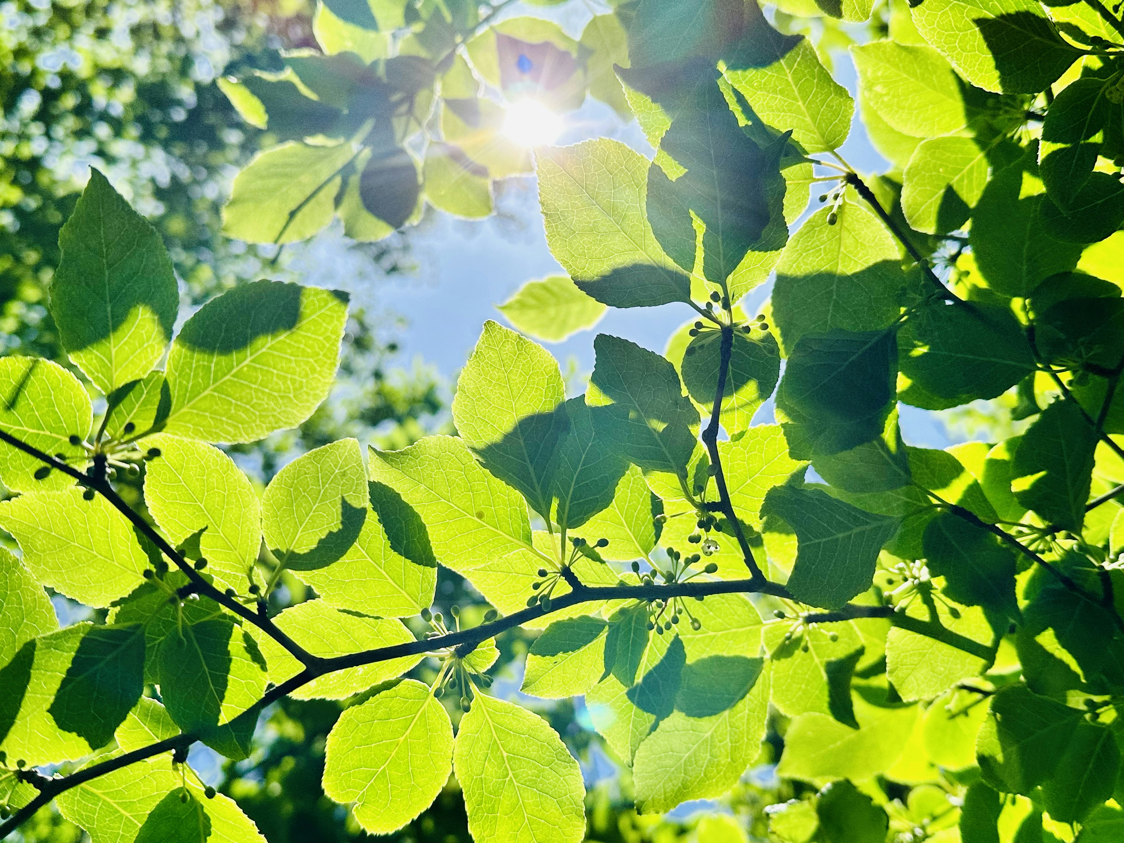 Foglie verdi brillanti che si estendono contro un cielo blu