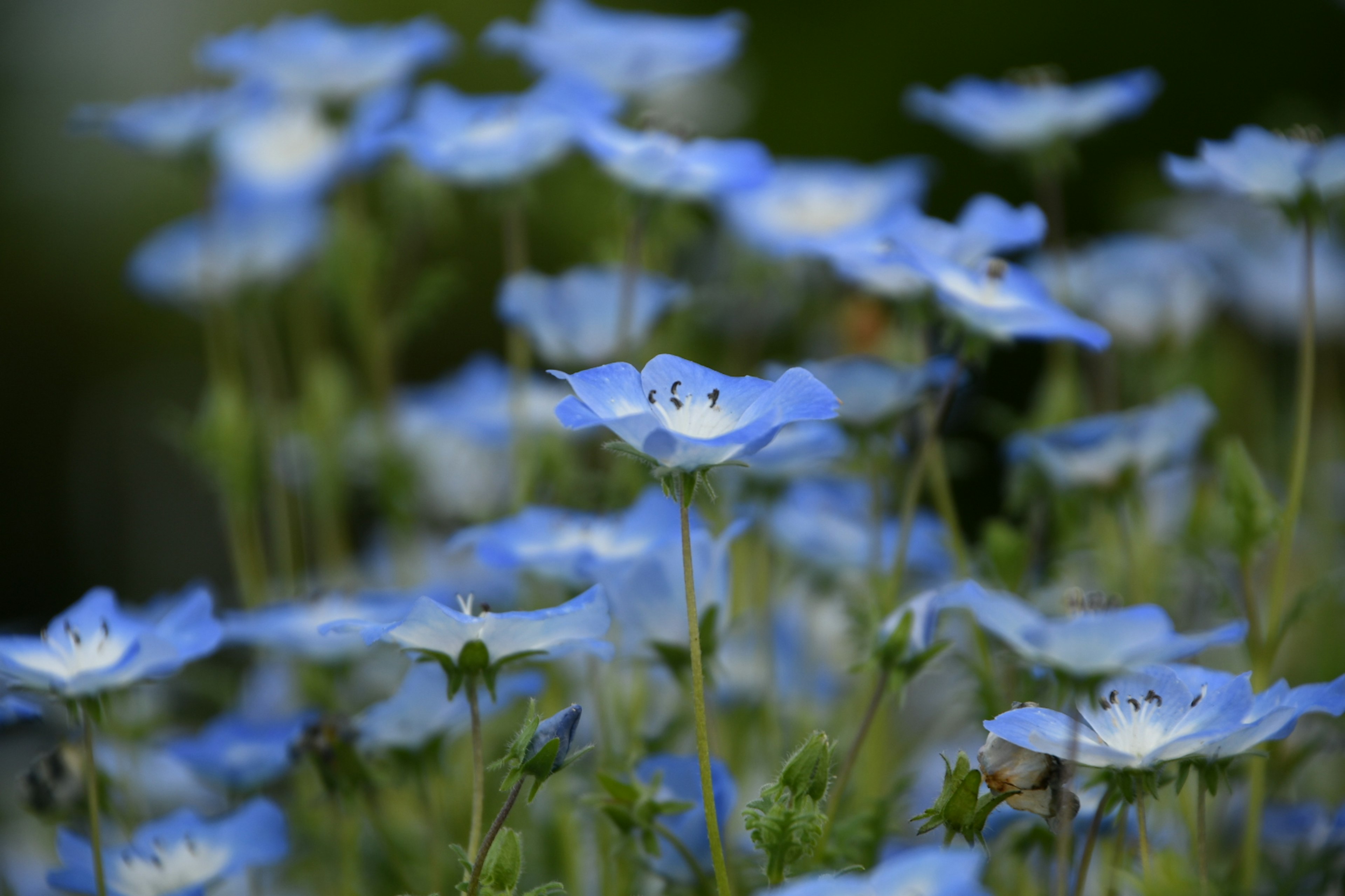 Primer plano de flores azules en un jardín