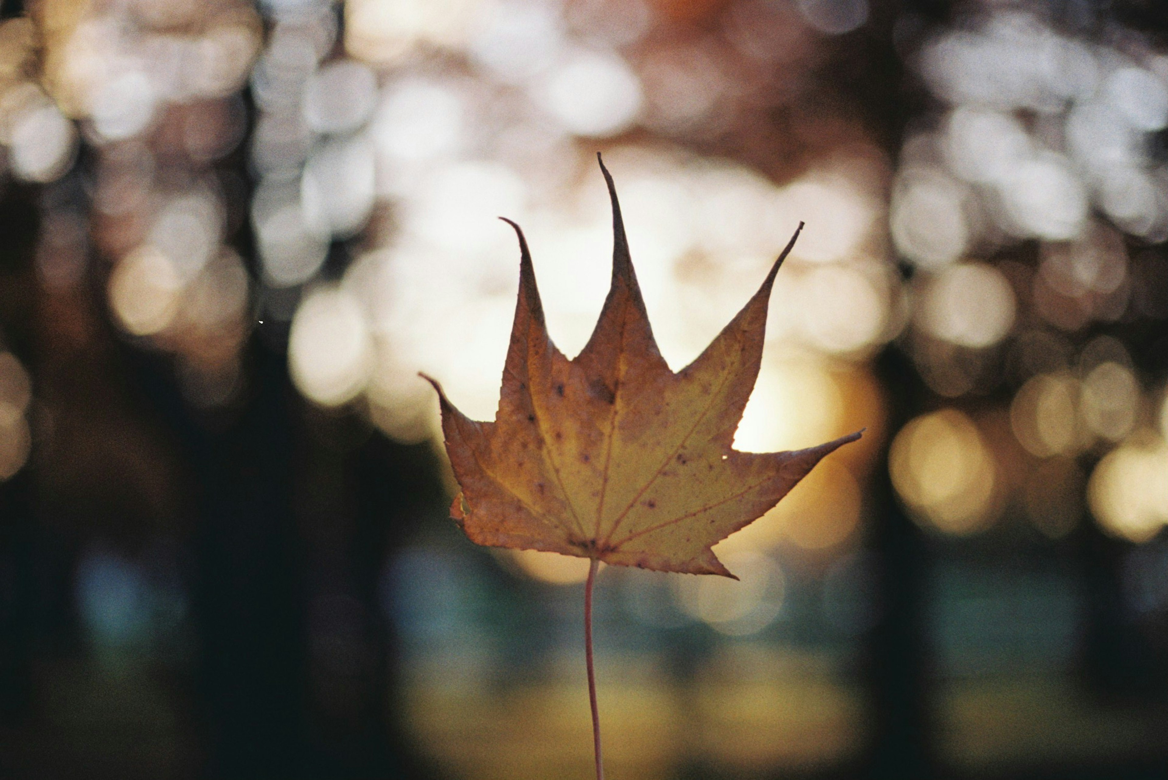 Une feuille séchée flottant dans le crépuscule d'automne