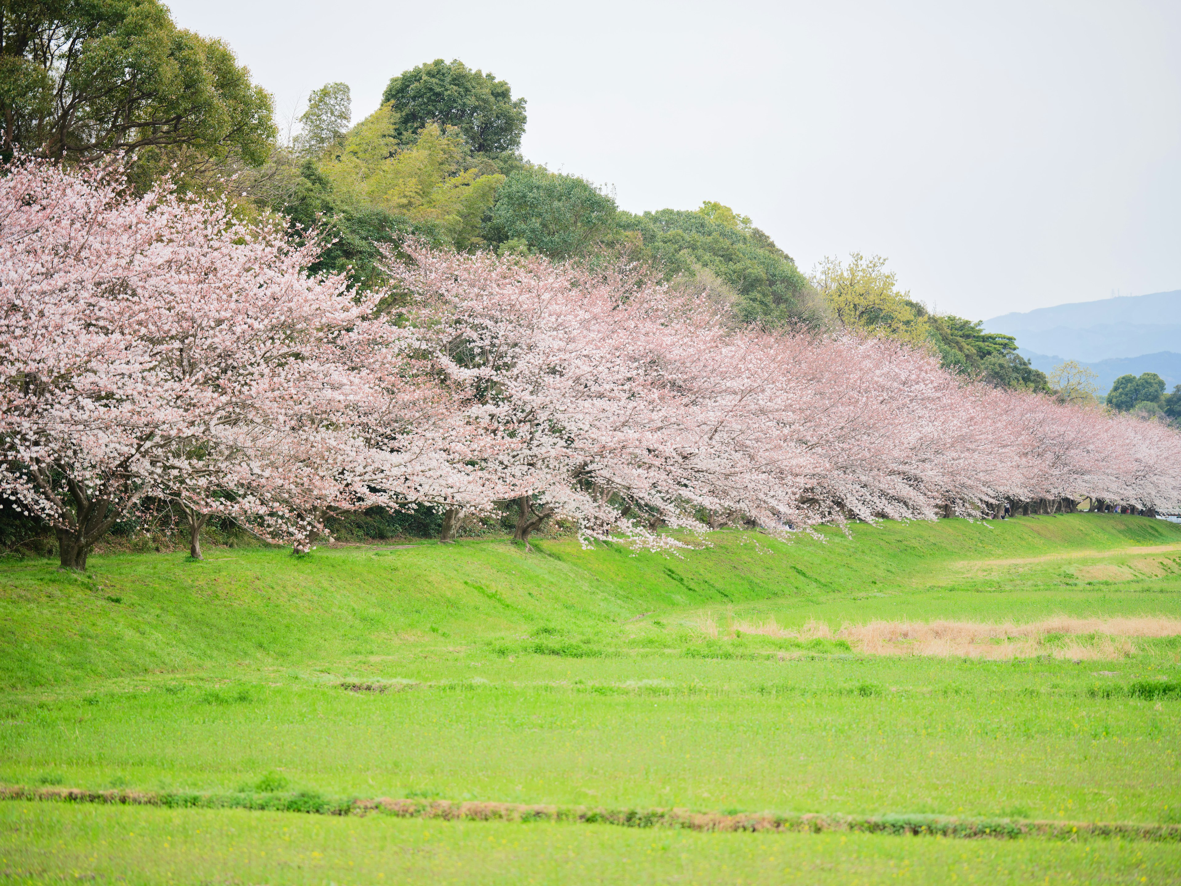 Un paisaje con un prado verde y árboles de cerezo en flor a lo largo del horizonte