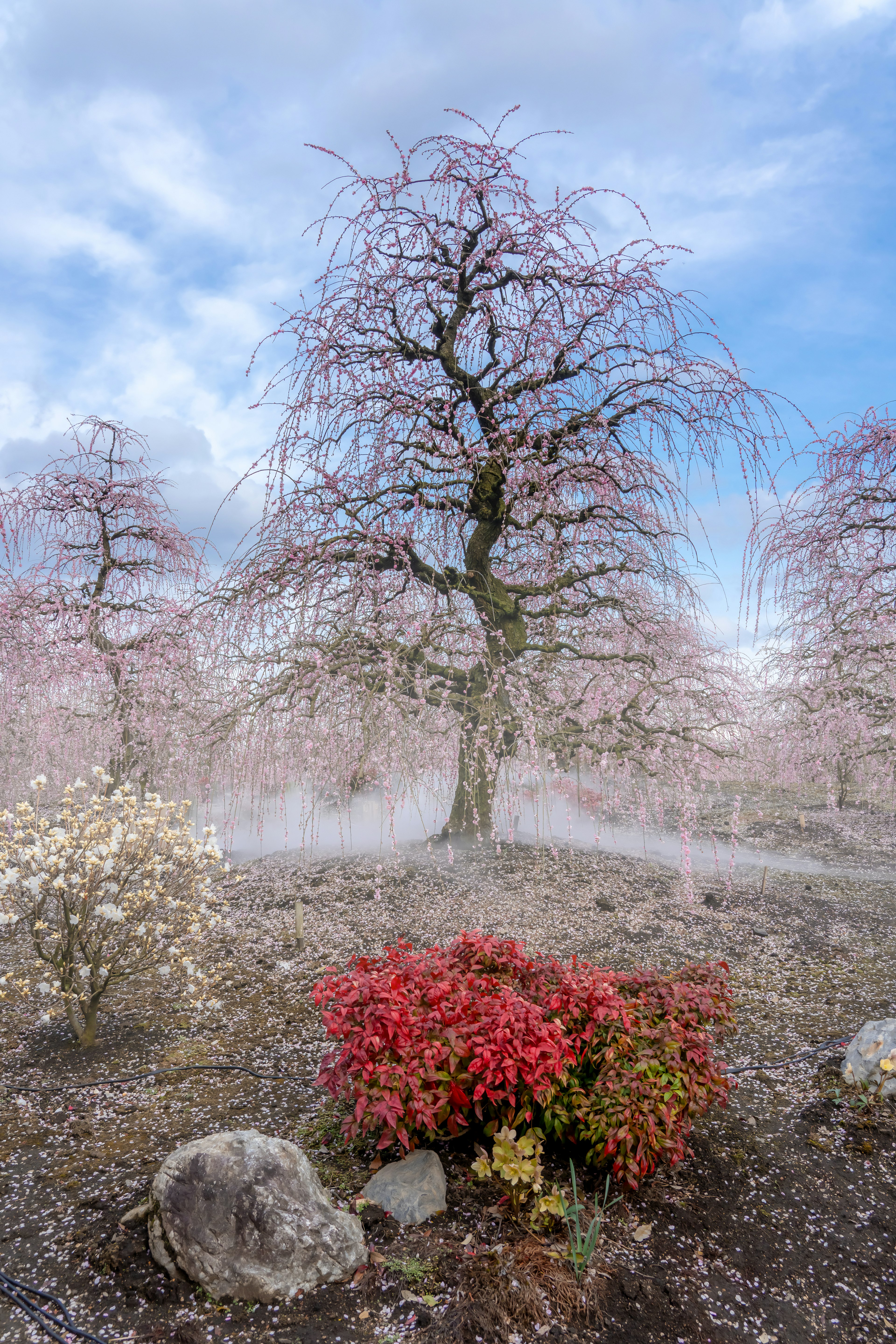 Kirschbaum im Nebel mit roten Blütenpflanzen