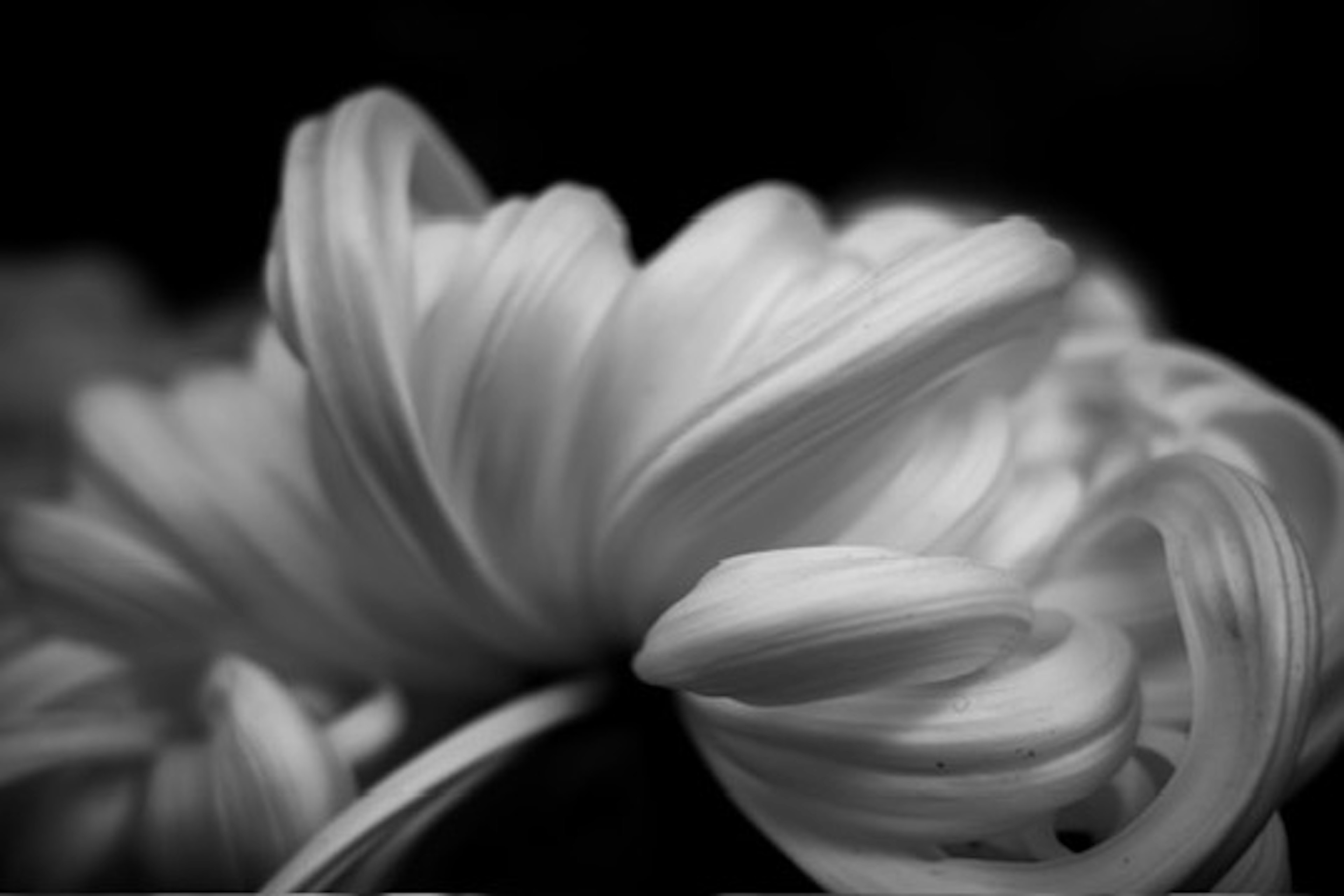 Pétalos suaves y superpuestos de una flor blanca