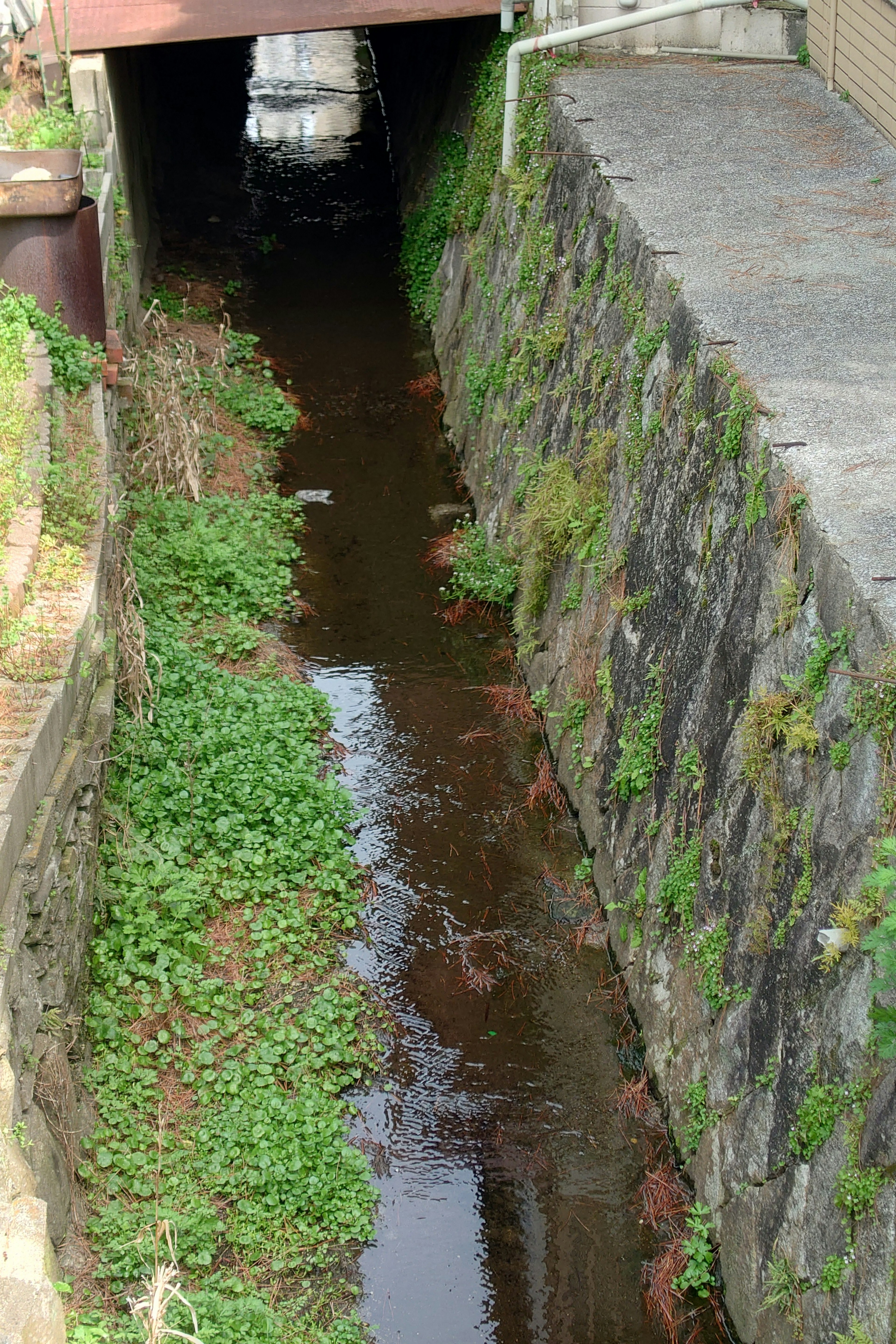 Canal estrecho con plantas verdes exuberantes y agua fluyendo