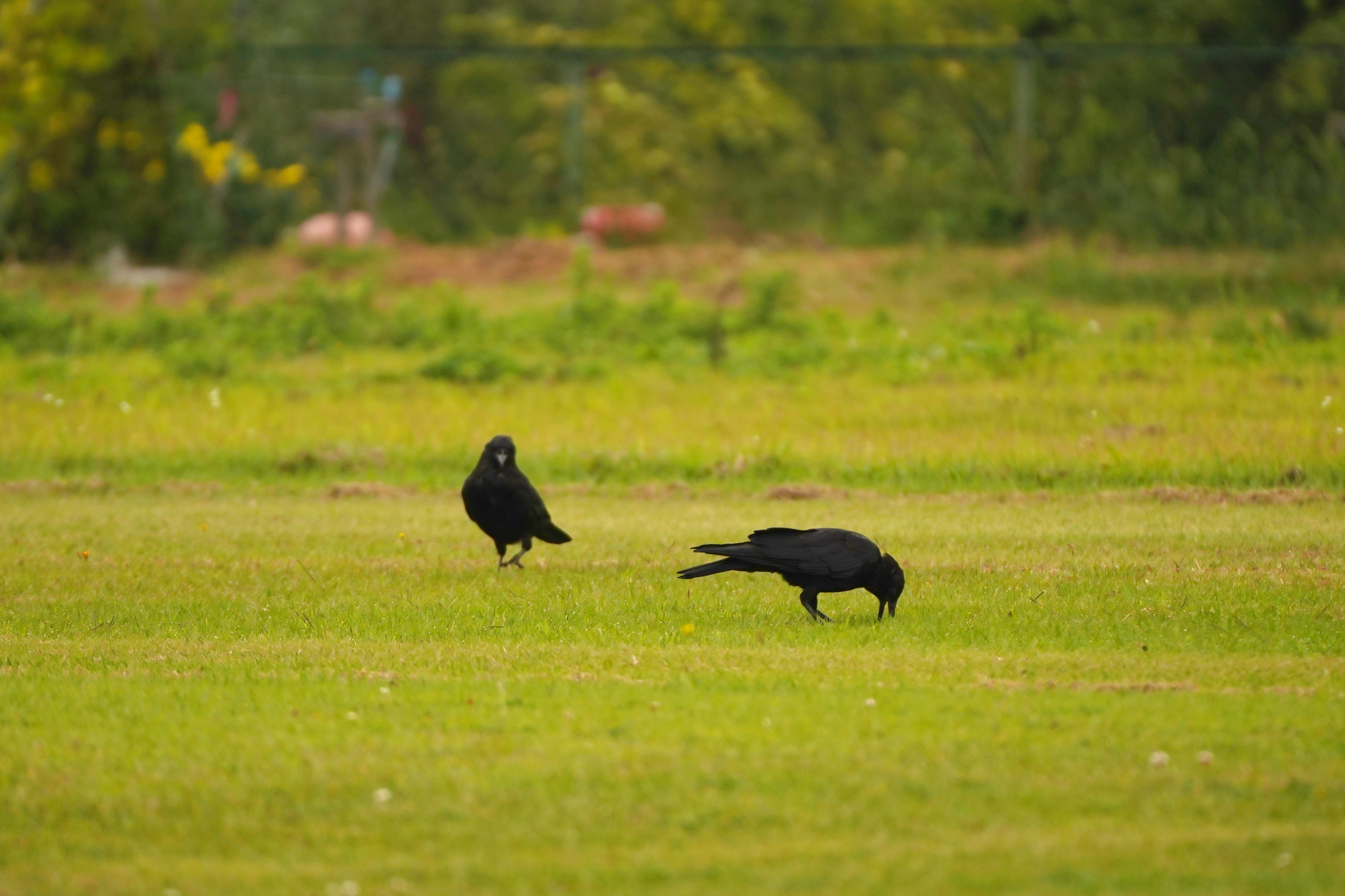 Zwei Krähen auf einem grünen Feld