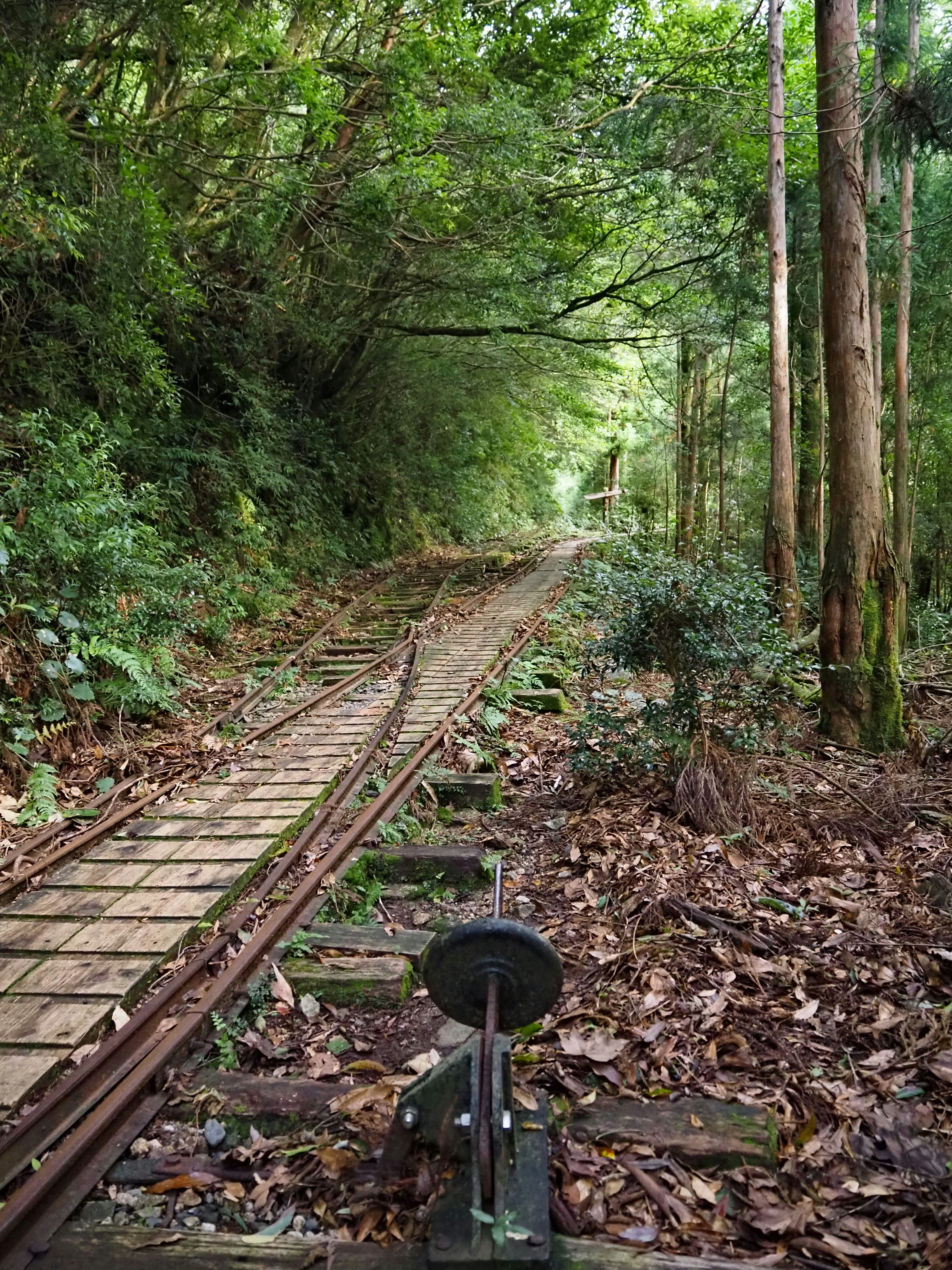 Anciennes voies ferrées avec traverses en bois dans une forêt verdoyante