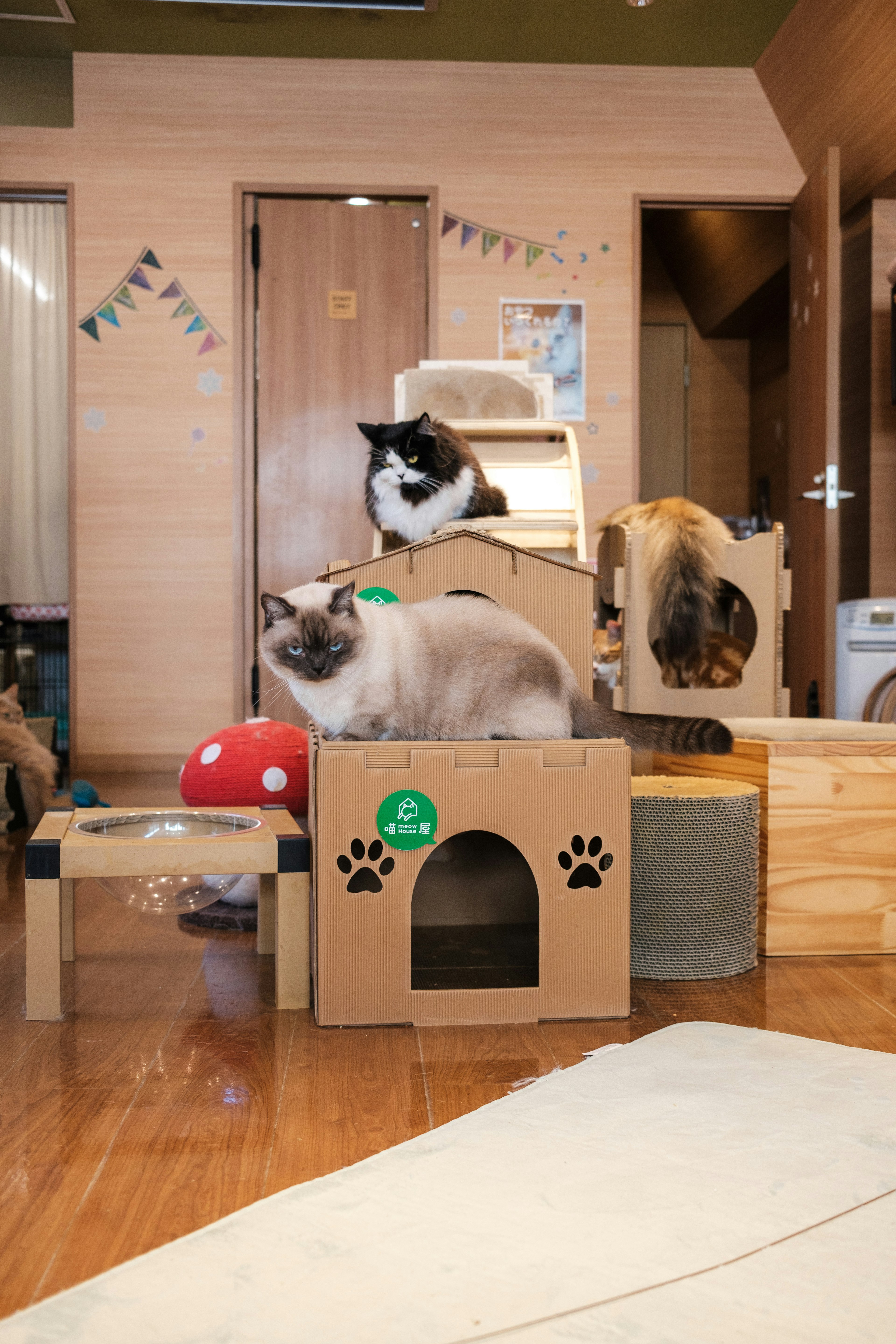 Indoor cat playground with cardboard structures and playful cats