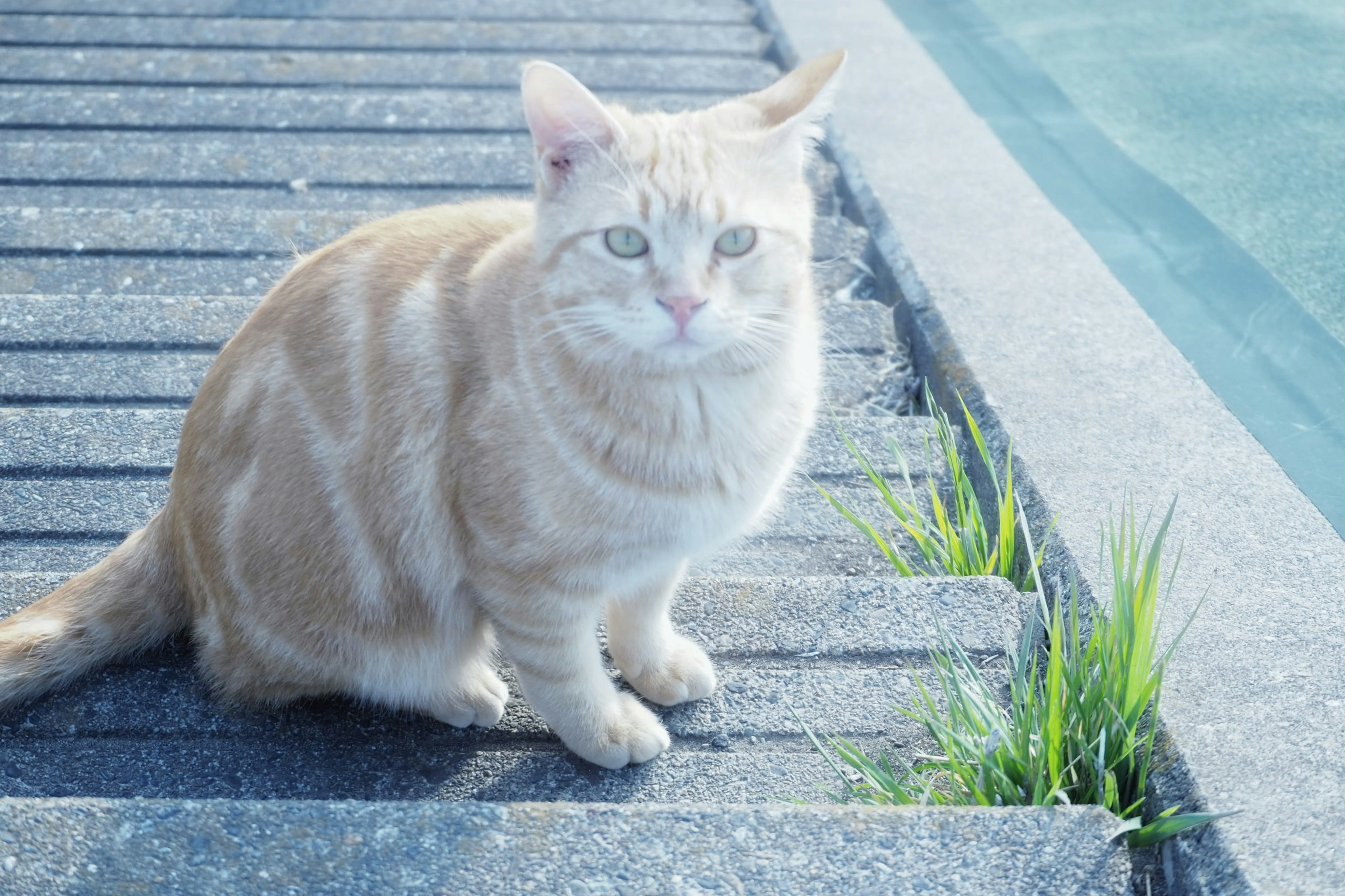 Gato naranja sentado al borde del agua