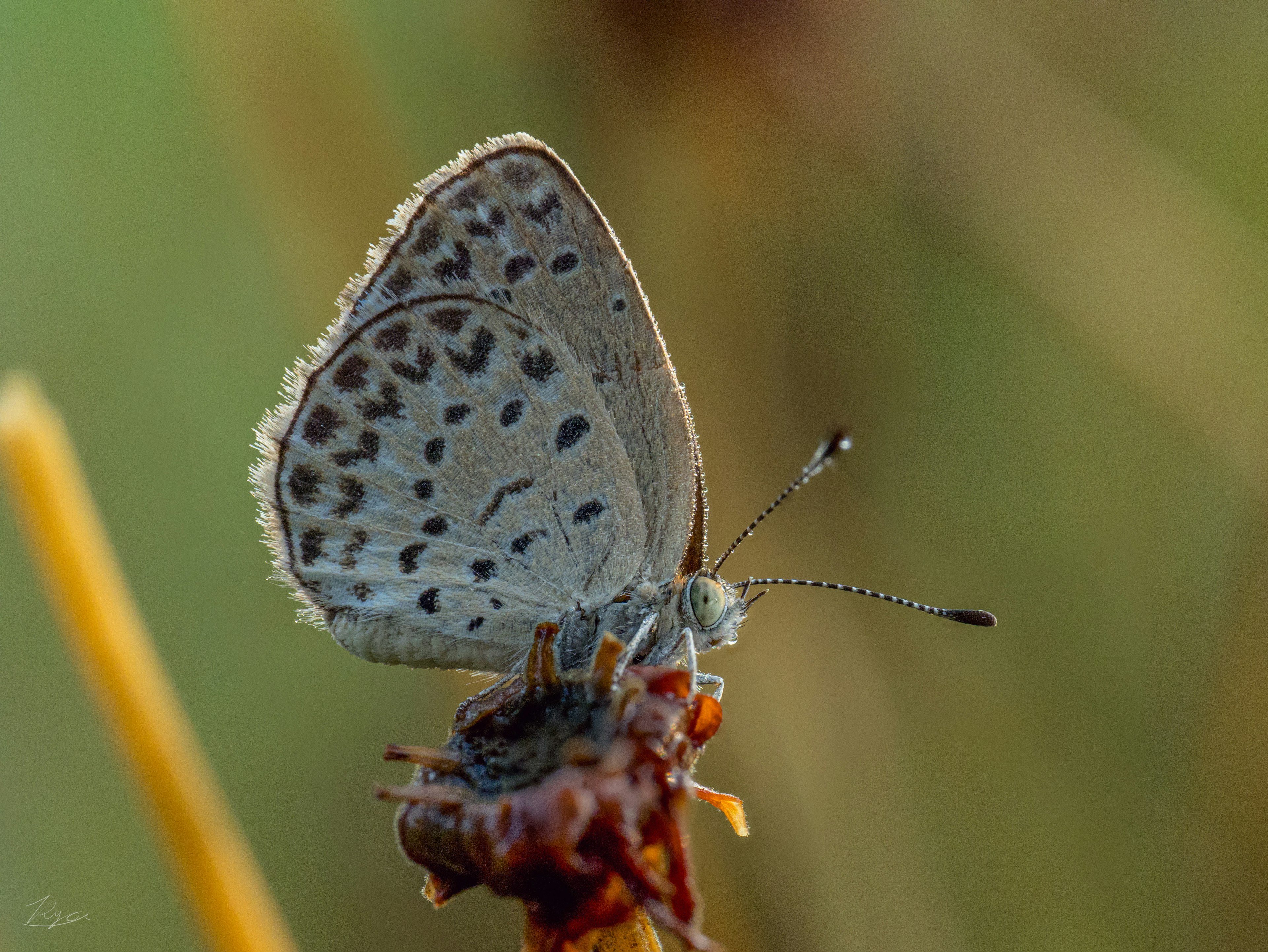 Un papillon bleu perché sur une brindille