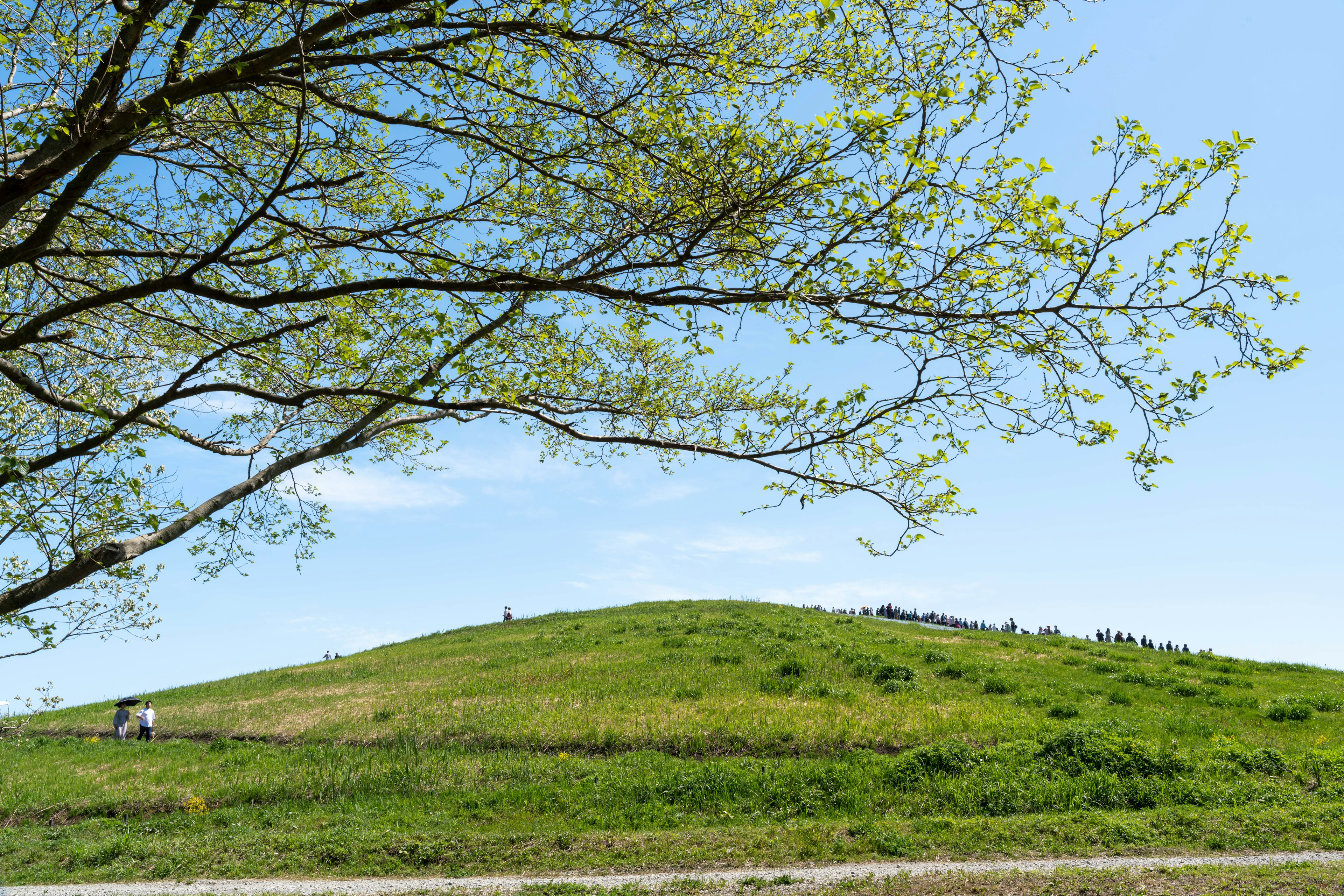 A green hill under a blue sky with tree branches