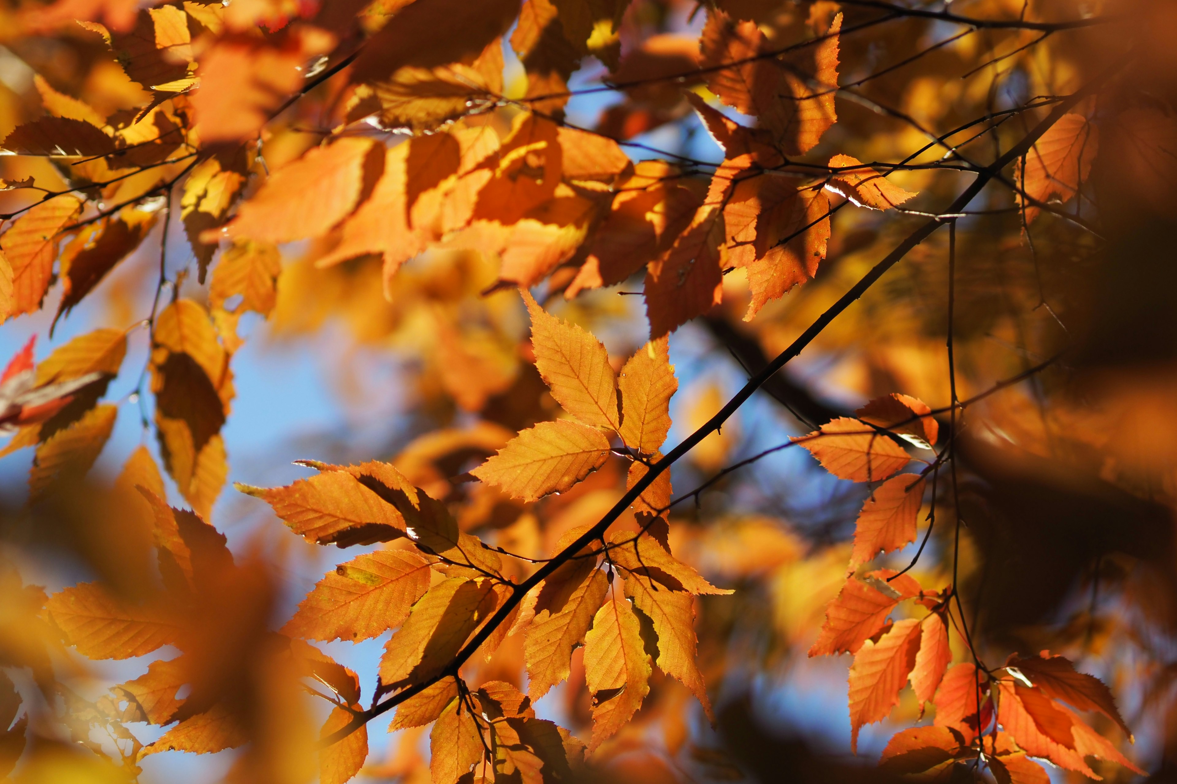 Vibrant orange autumn leaves against a blue sky background