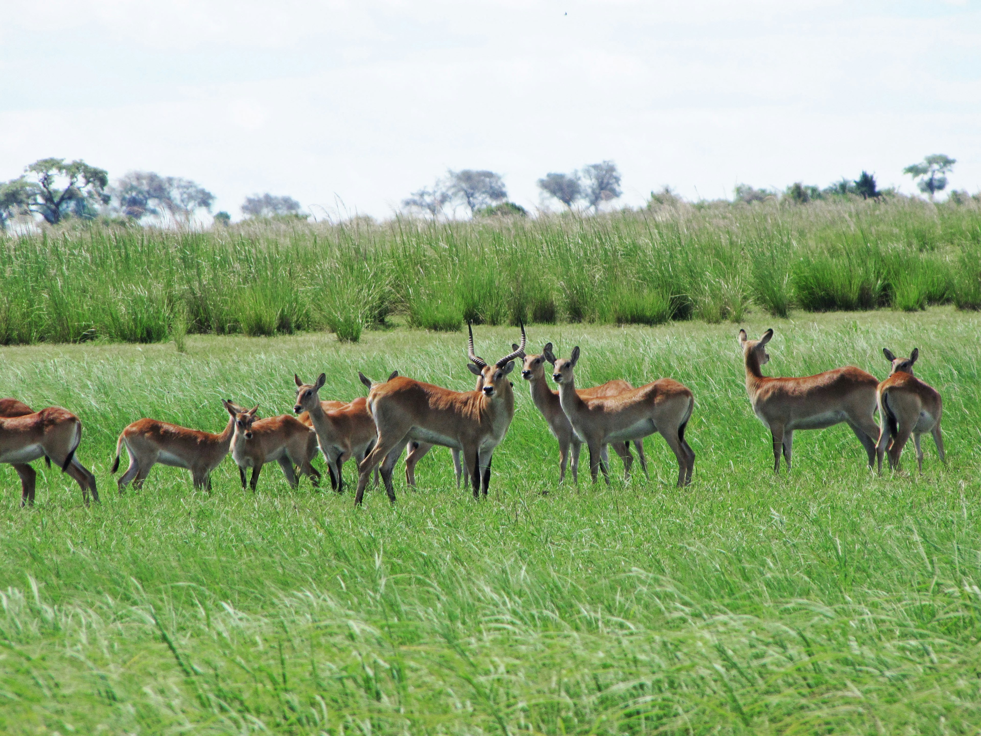 Eine Herde von Antilopen steht auf einer grünen Wiese