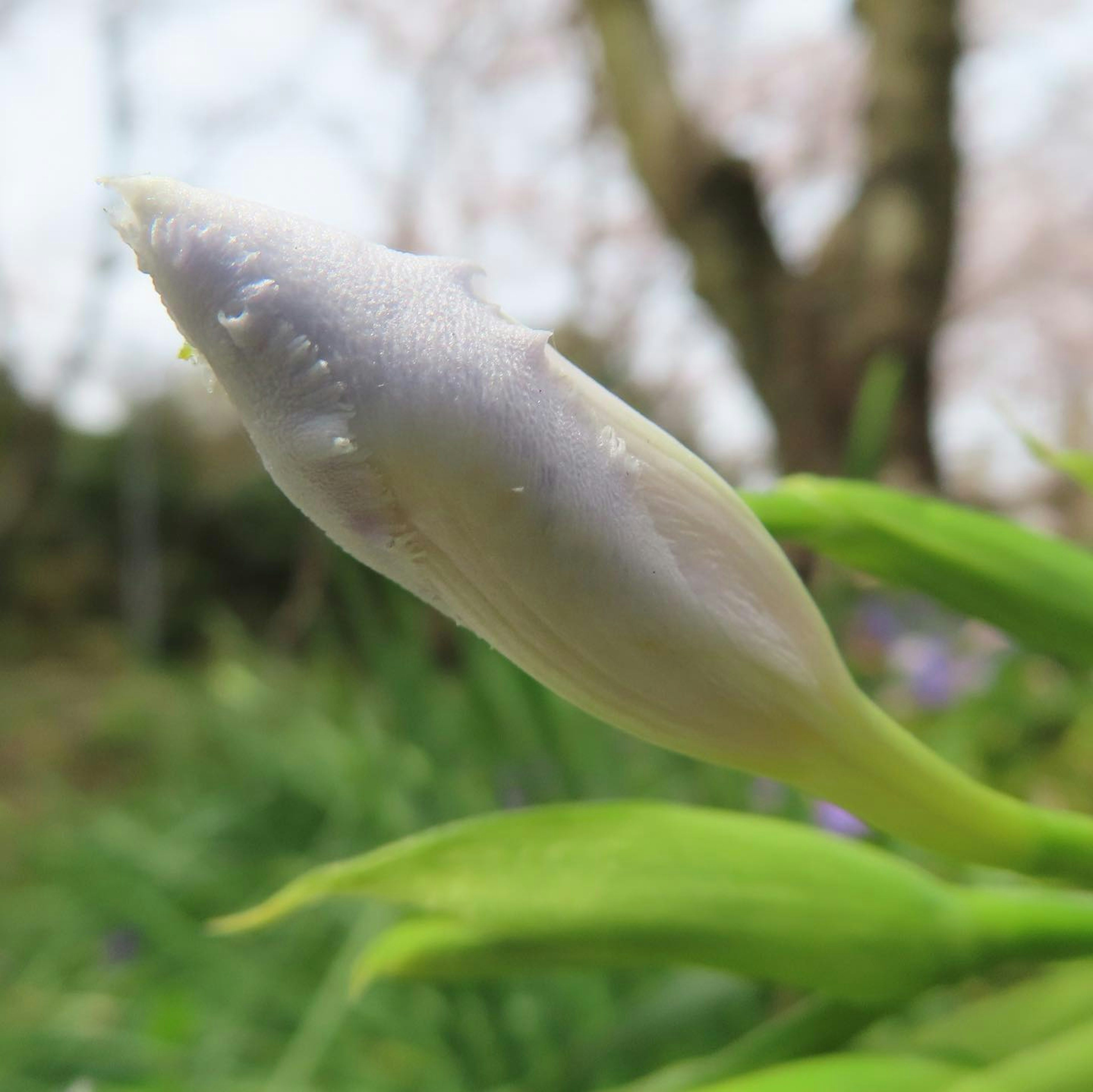 Un bouton de fleur blanche entouré de feuilles vertes dans un cadre naturel