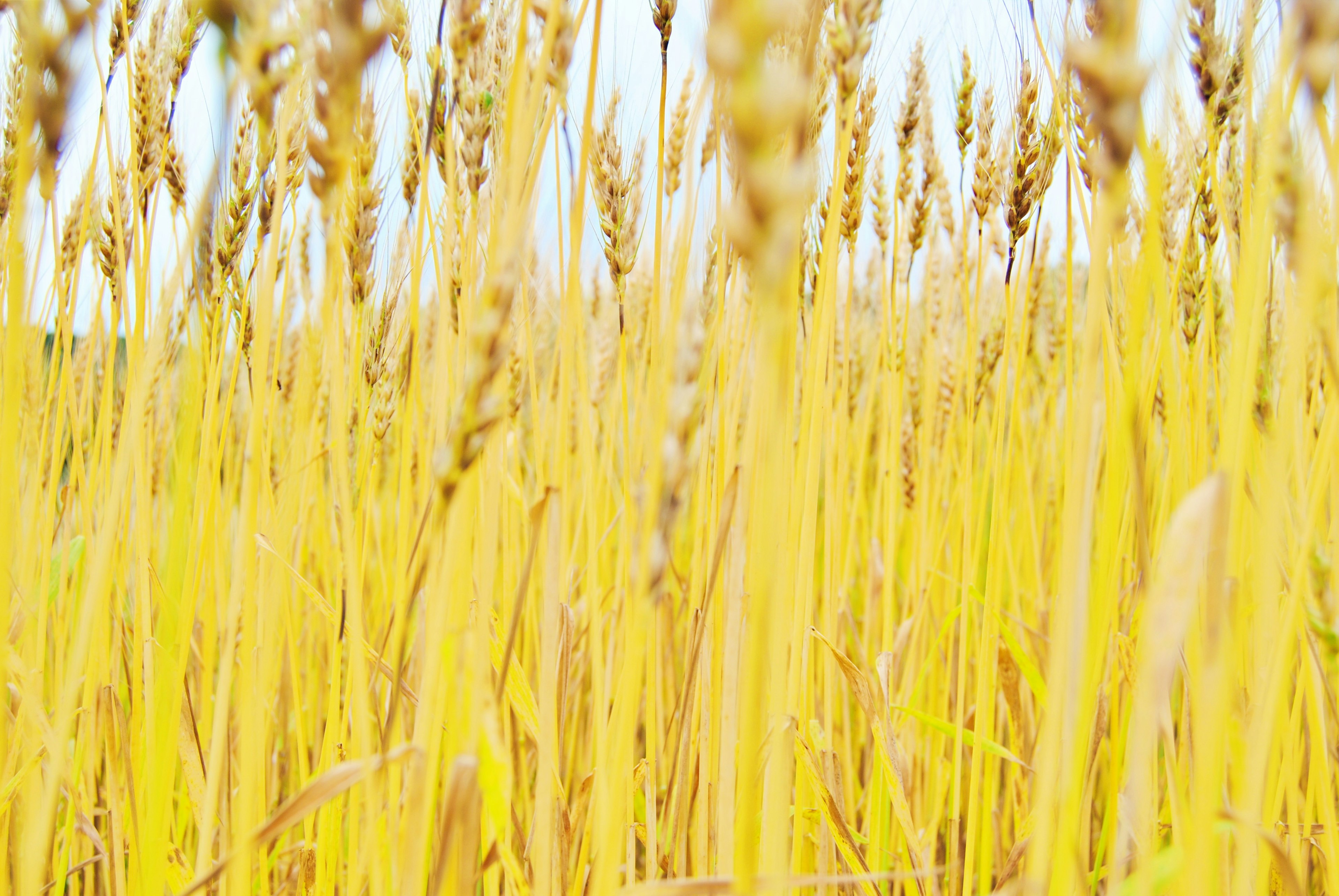 Gros plan d'un champ de blé doré avec des épis qui ondulent