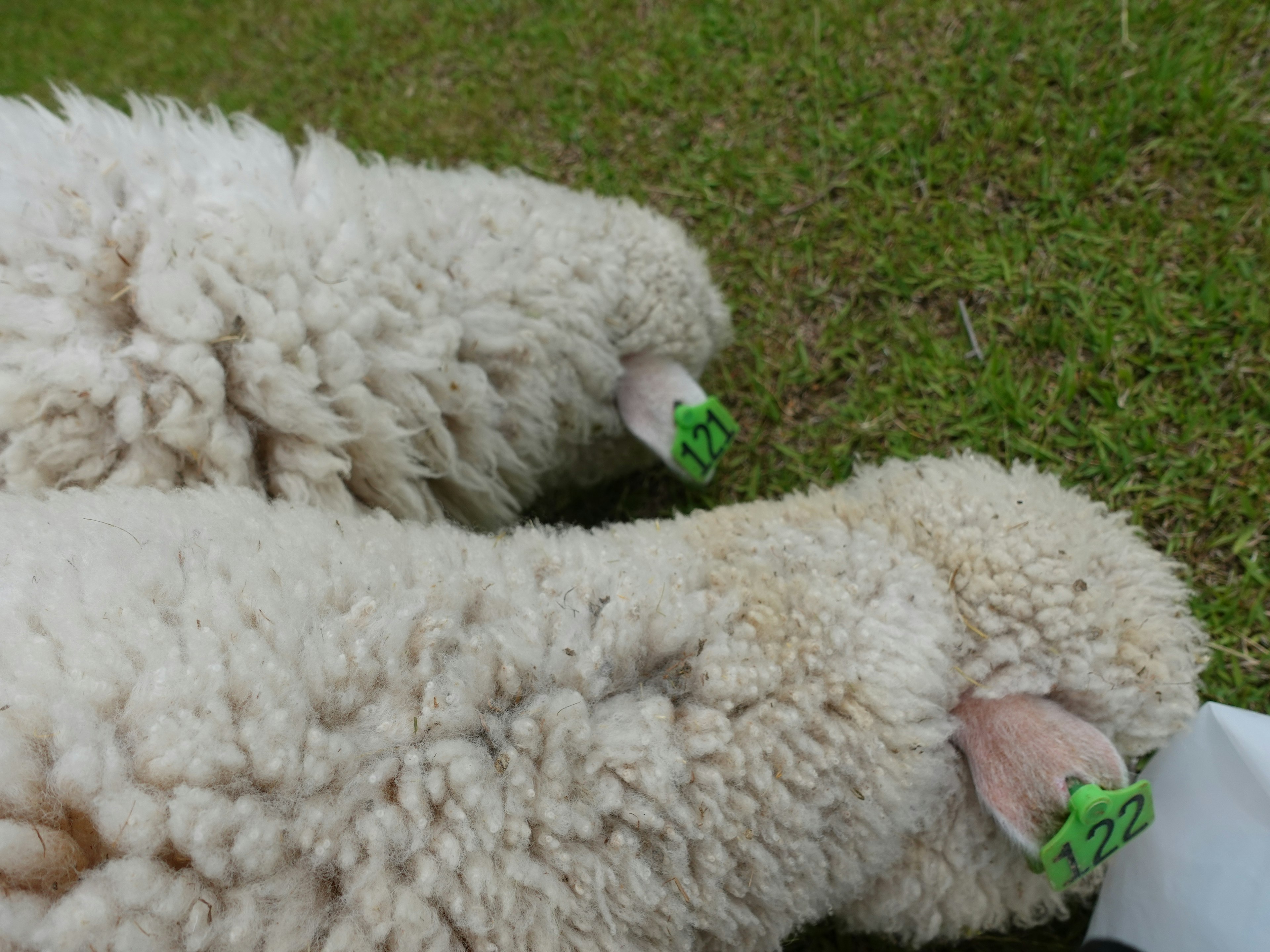 Close-up of sheep's heads with green ear tags on grass