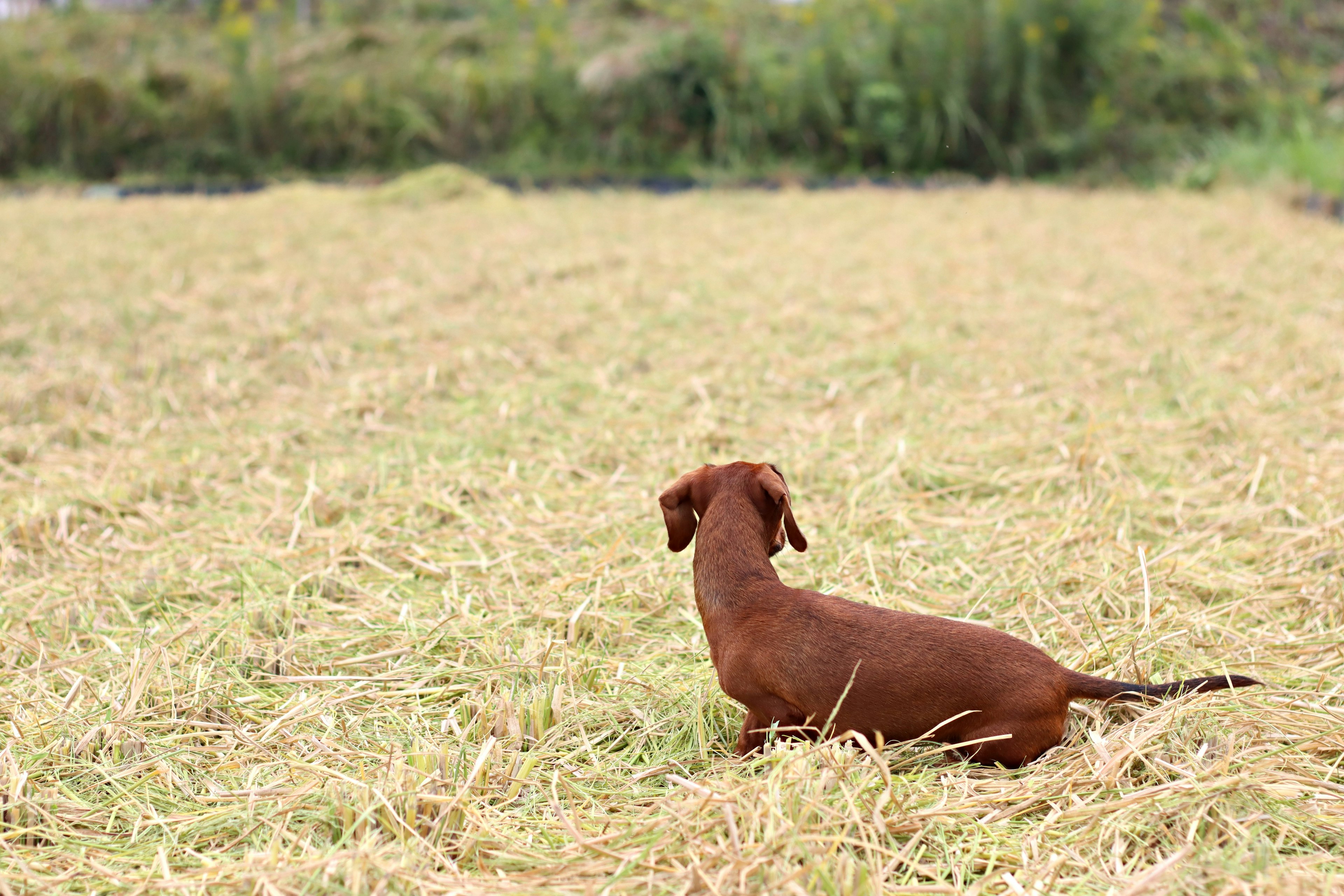 Anjing coklat duduk di sawah