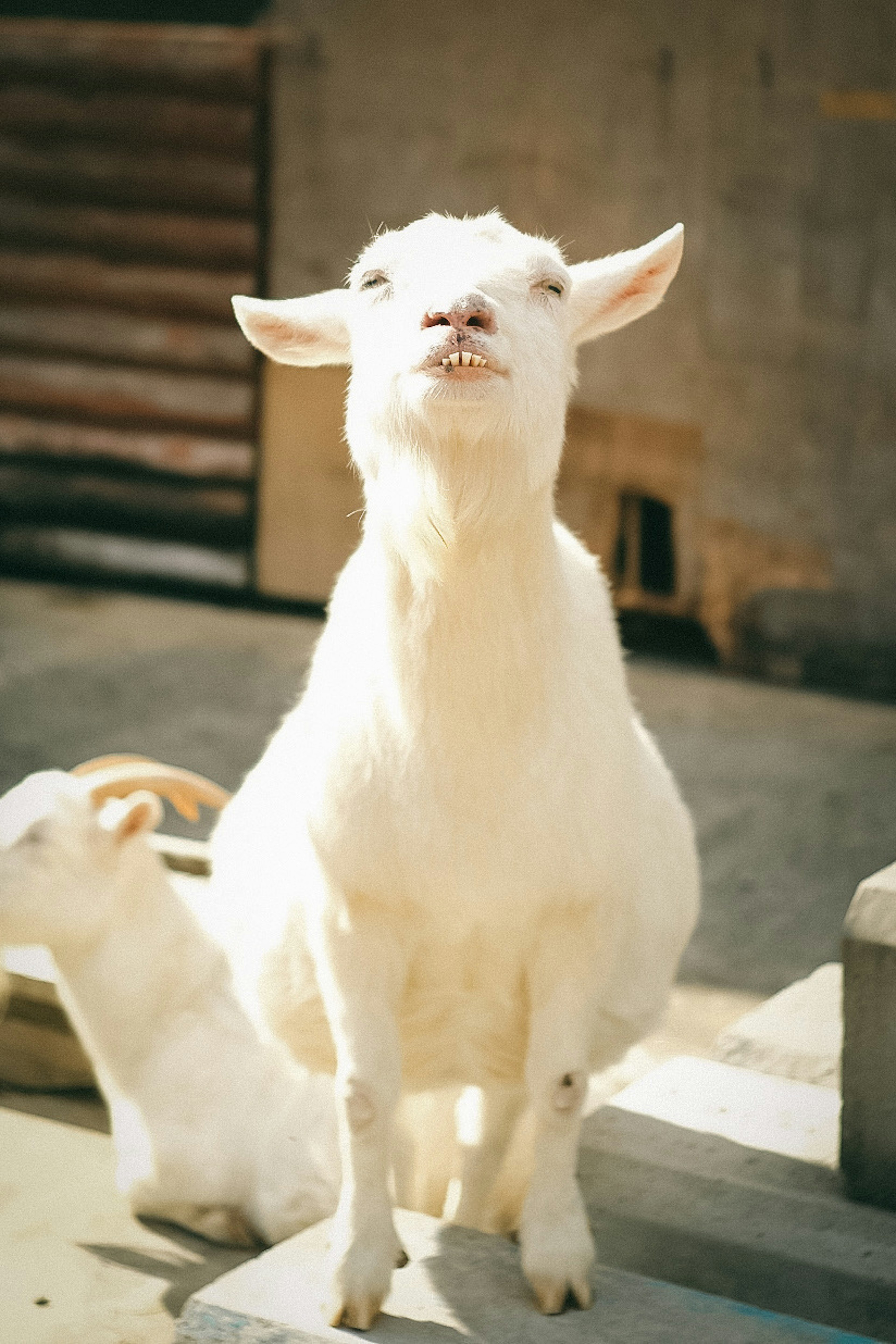 A white goat sitting with a kid goat in the background