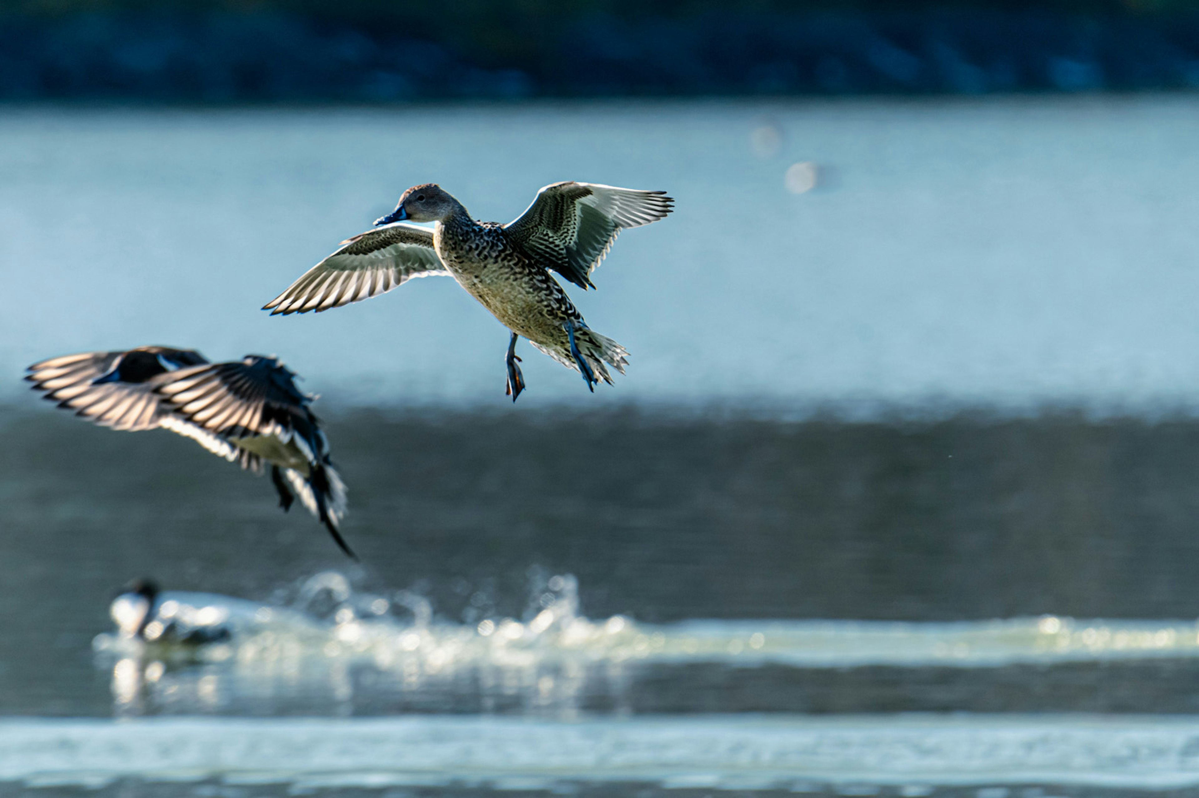 Due anatre che volano sopra un lago