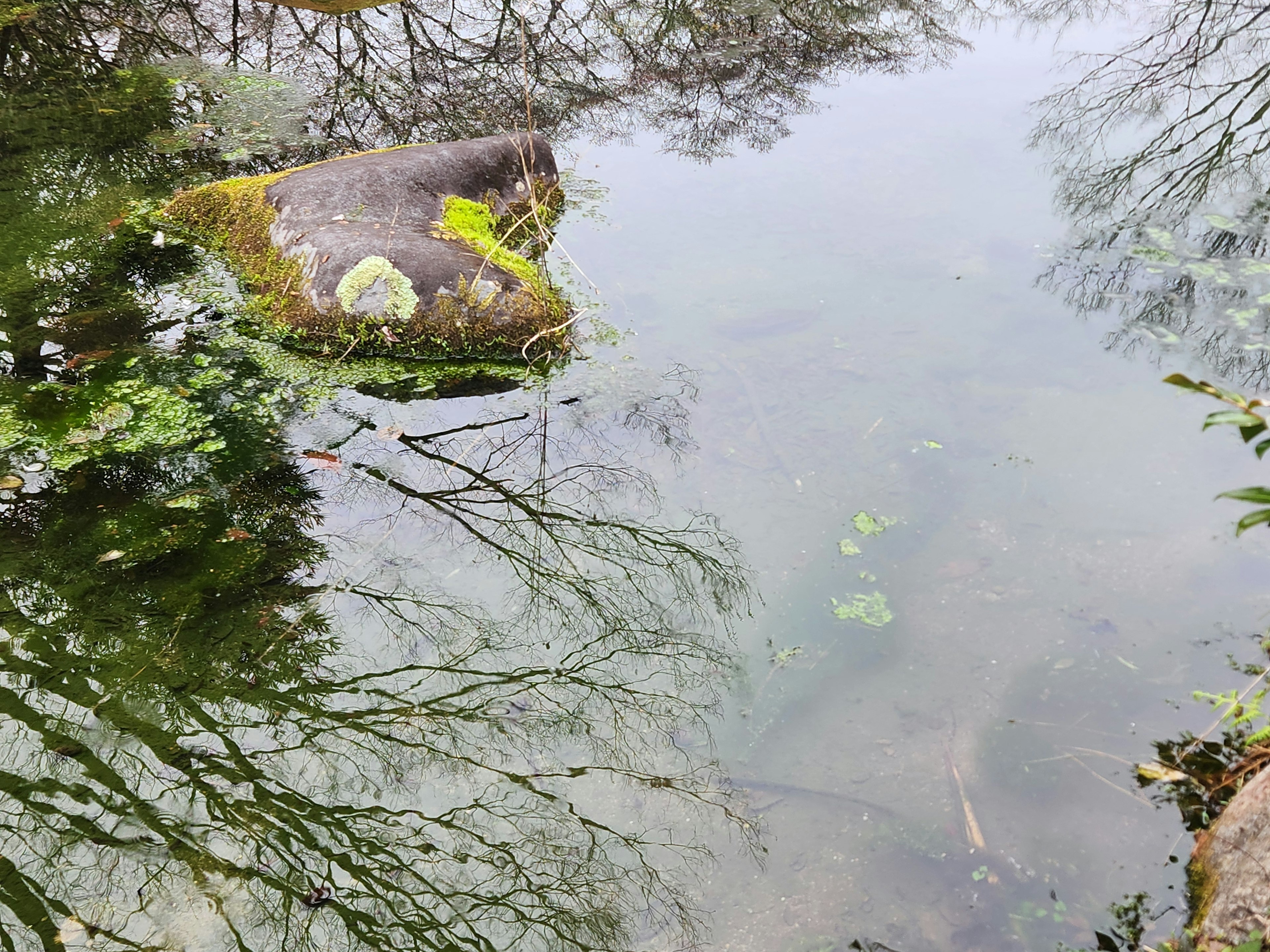 Calm water surface reflecting trees and a mossy rock