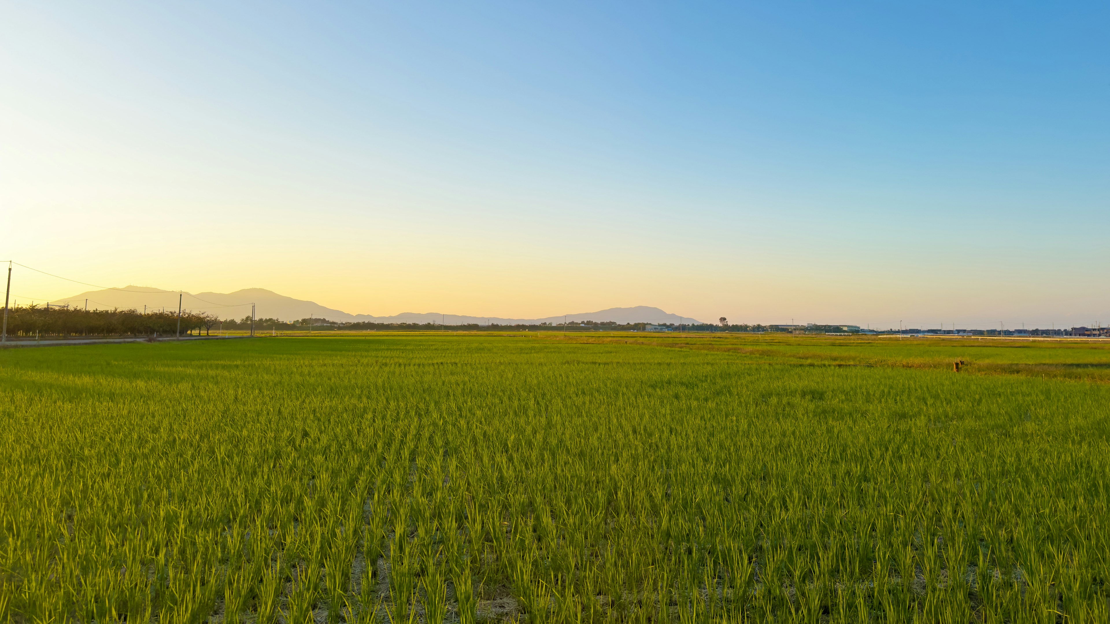 Expansive green rice fields under a blue sky