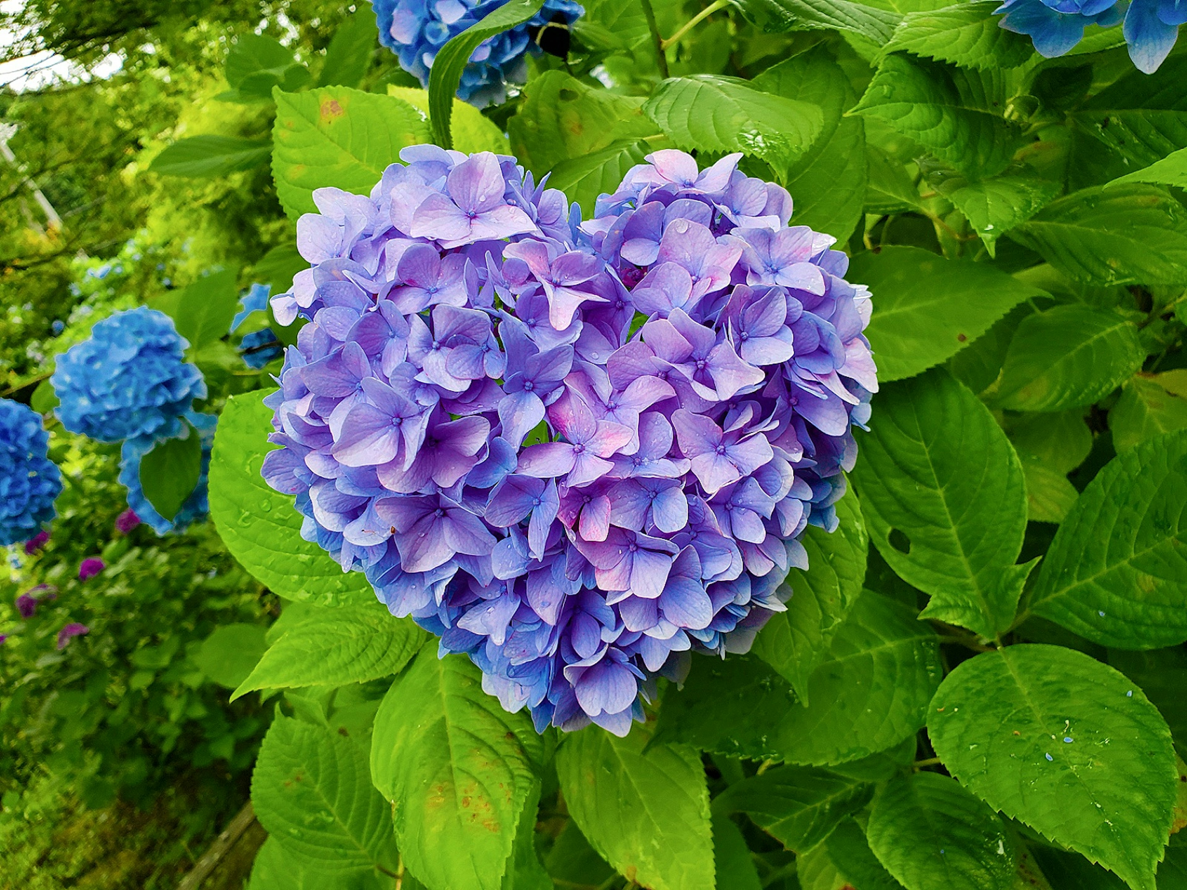 Bunga hydrangea ungu berbentuk hati dikelilingi daun hijau