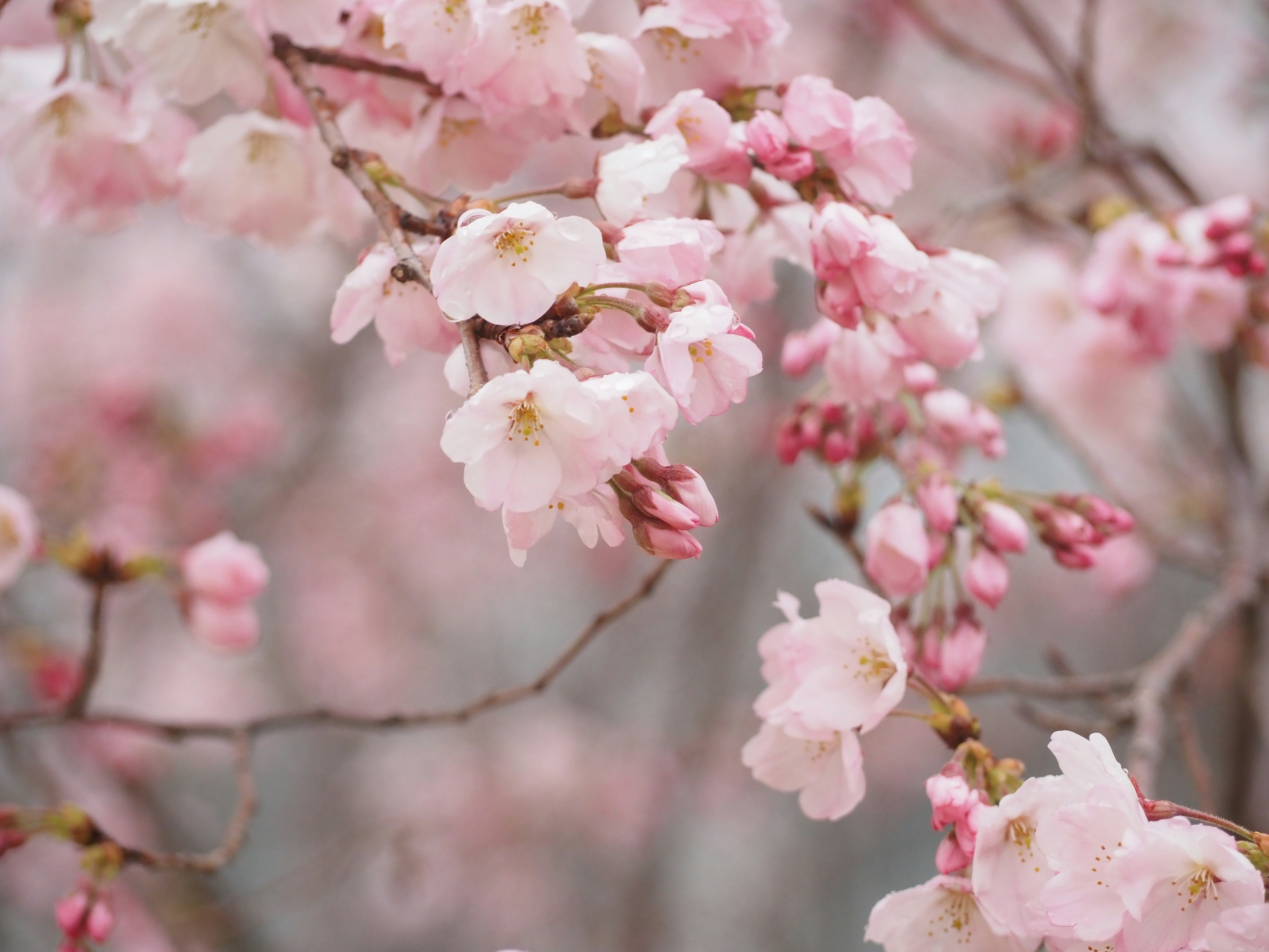 Nahaufnahme von Kirschbaumzweigen mit rosa Blüten