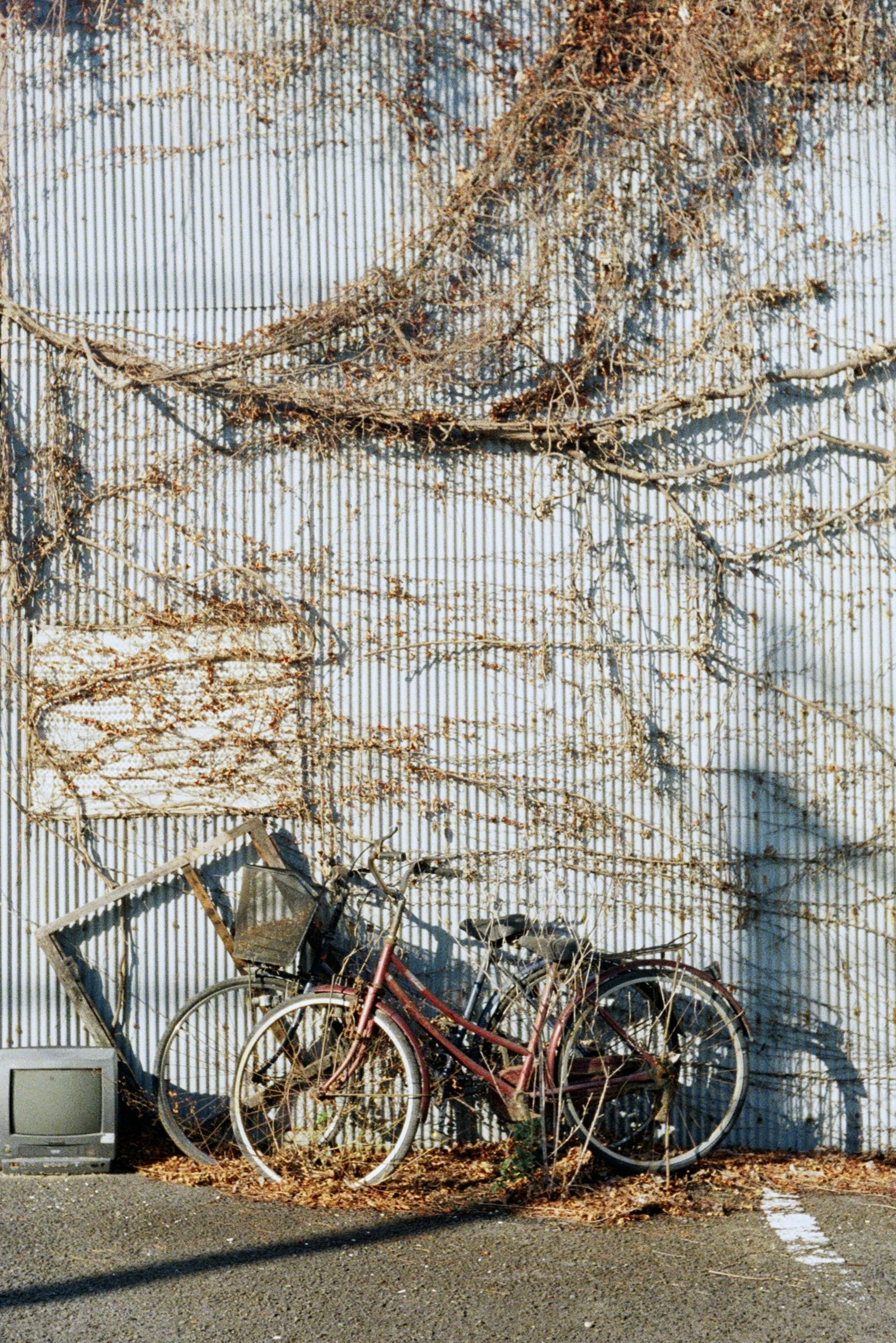 Old bicycles leaning against a wall covered with vines