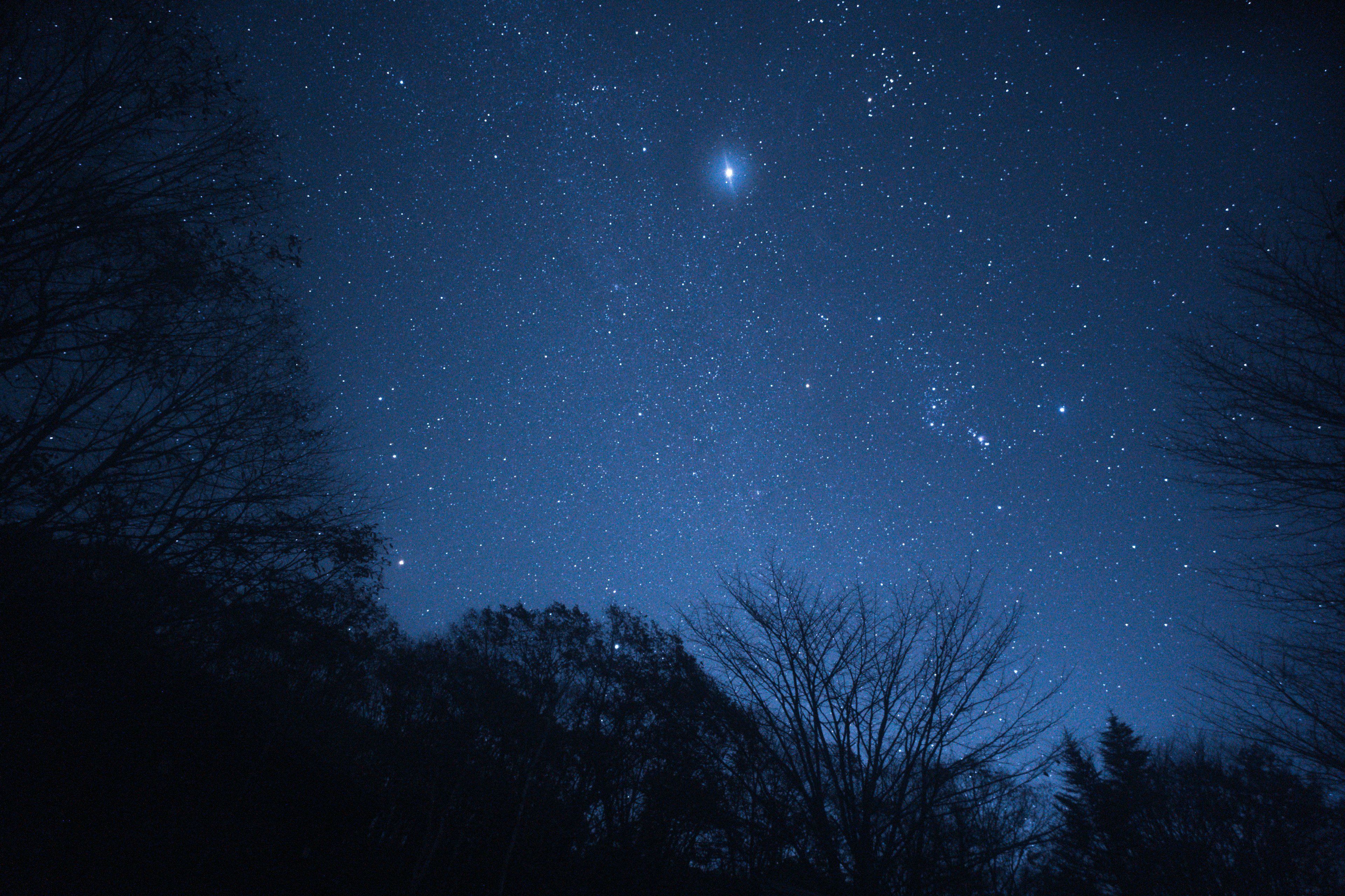 Langit malam penuh bintang dan siluet pohon