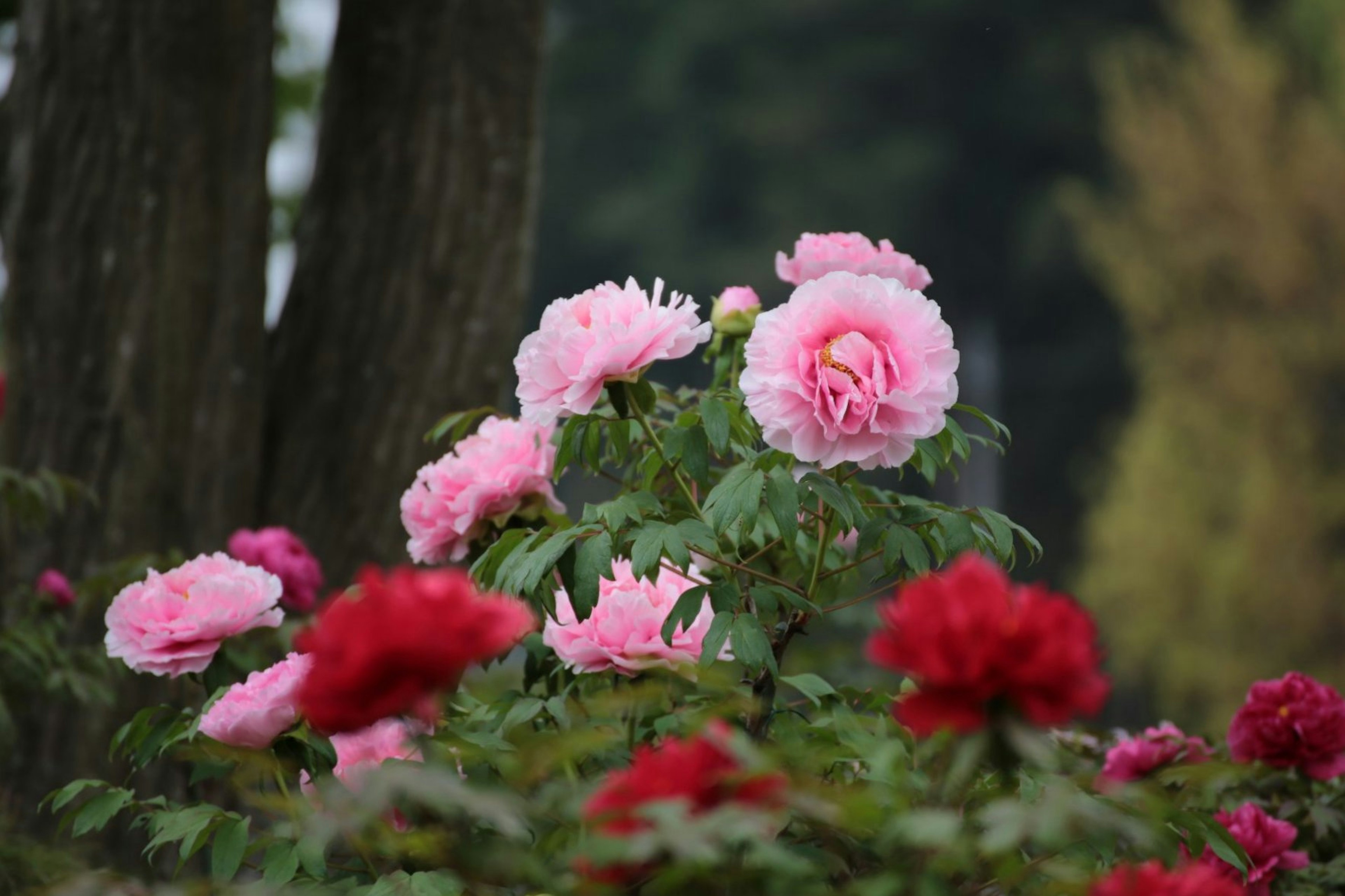 Escena de jardín vibrante con flores de peonías rosas y rojas