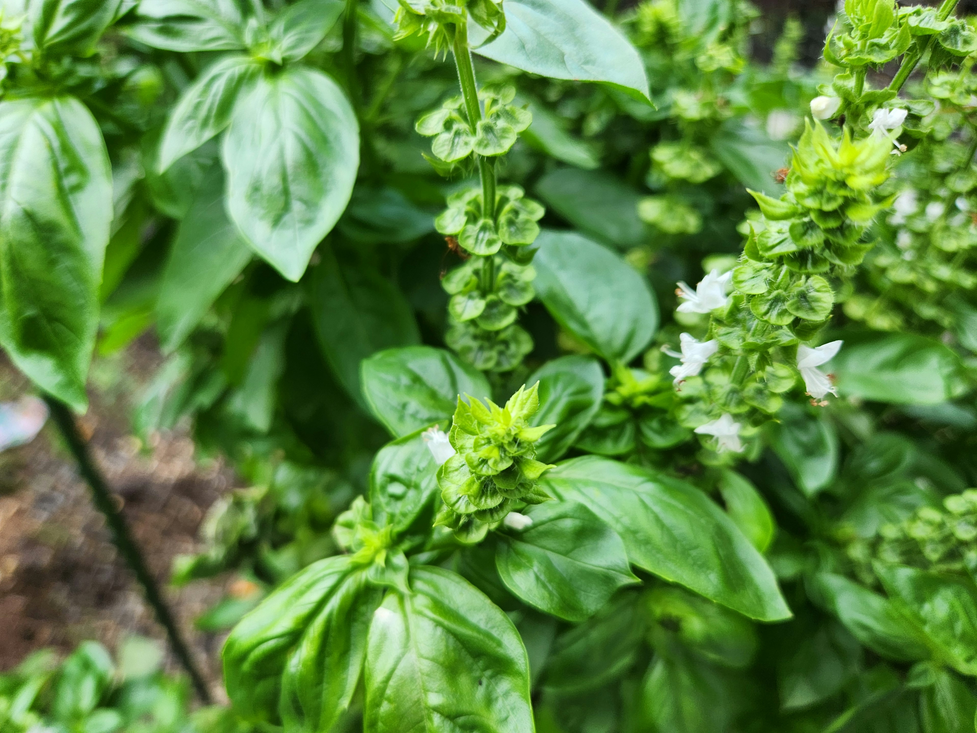 Hojas de albahaca fresca con flores blancas en una planta verde