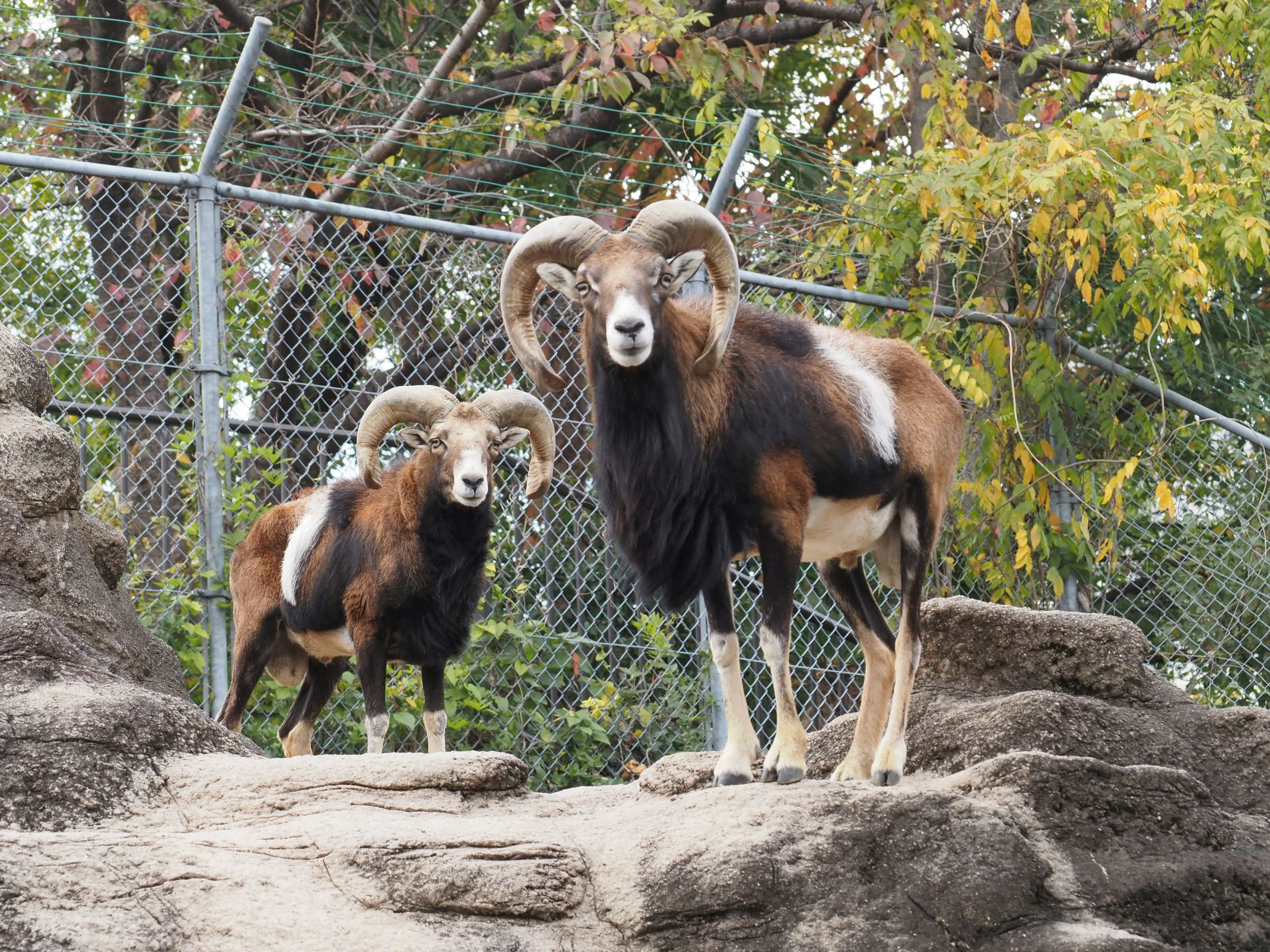 Zwei schafähnliche Tiere stehen auf Felsen