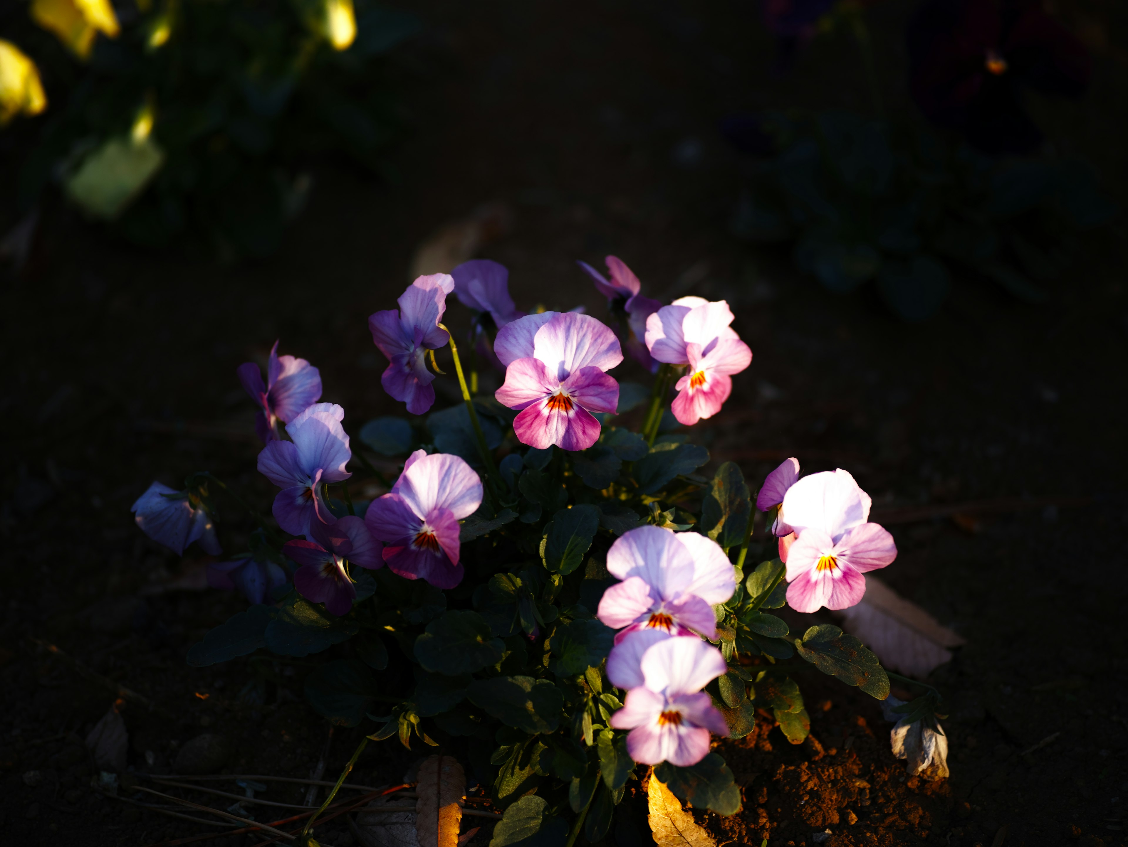 Primer plano de una planta con flores moradas