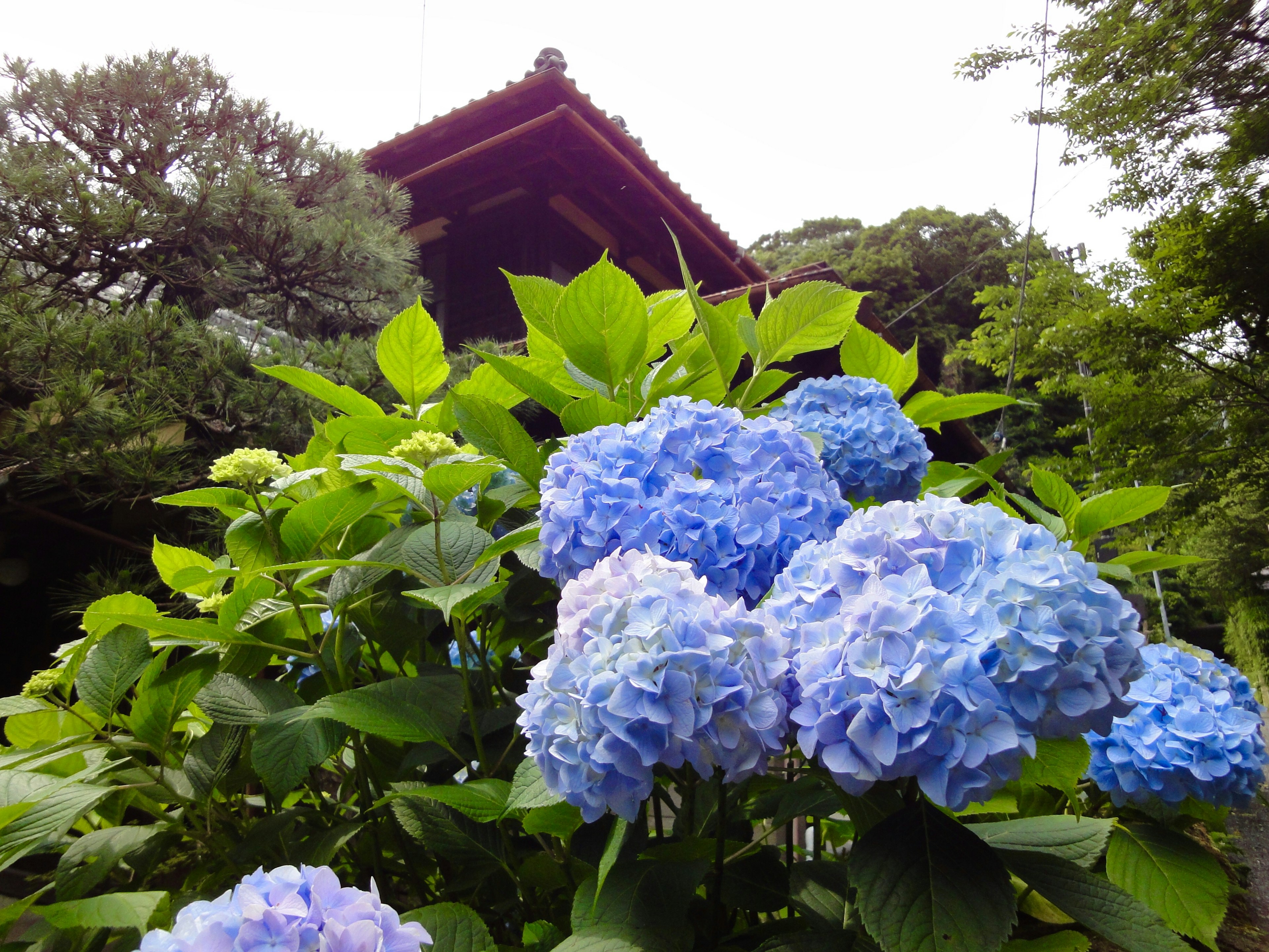 青い紫陽花と古い建物の背景