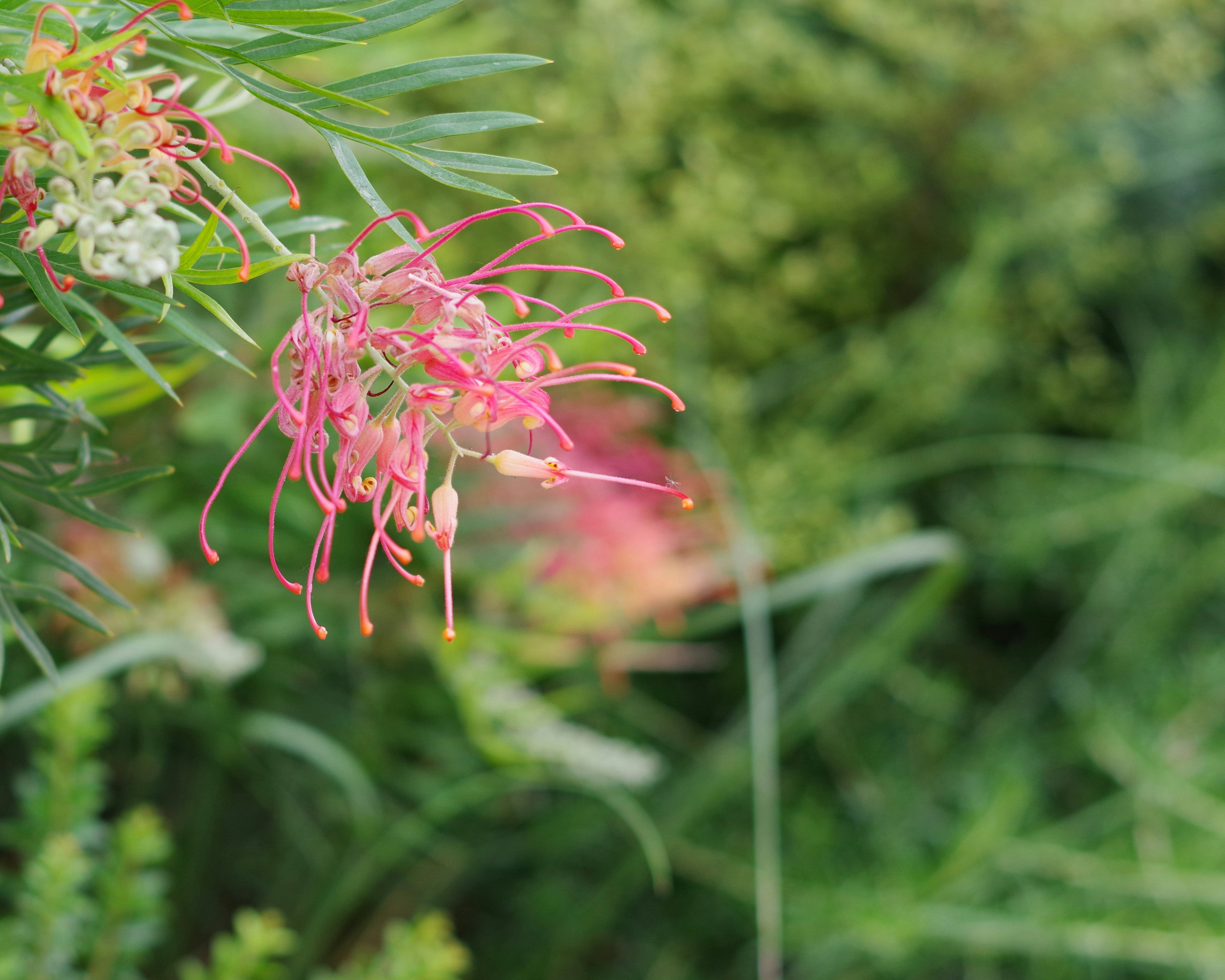 ดอกไม้สีชมพูบานอยู่ท่ามกลางใบไม้สีเขียวอุดมสมบูรณ์